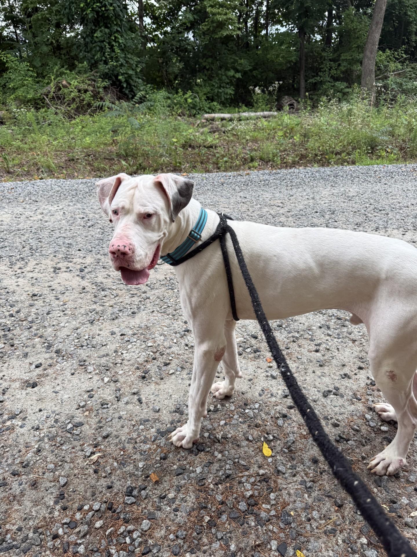 Ghost, a ADOPTABLE Great Dane in Salisbury, NC image 4/4