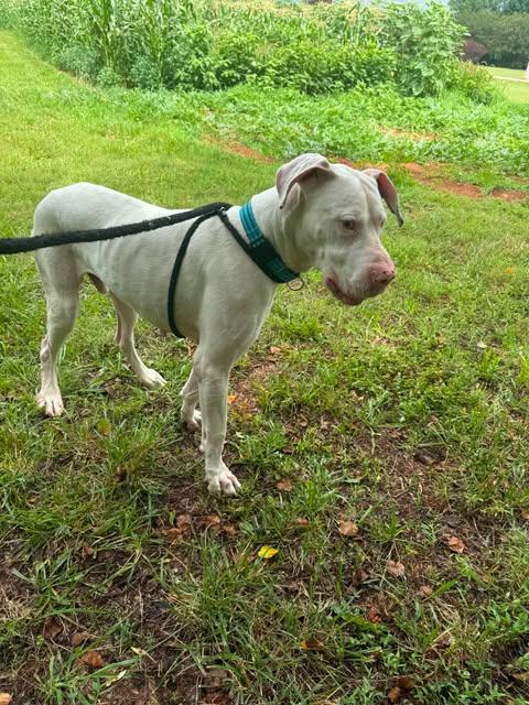Ghost, a ADOPTABLE Great Dane in Salisbury, NC image 1/4