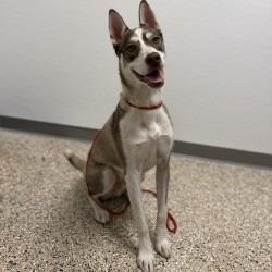 BOBBY, Adoptable, Young Male Siberian Husky & Mixed Breed.