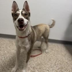 Enlarge BOBBY, a Adoptable mixed breed in Bullhead City, AZ image 2/2