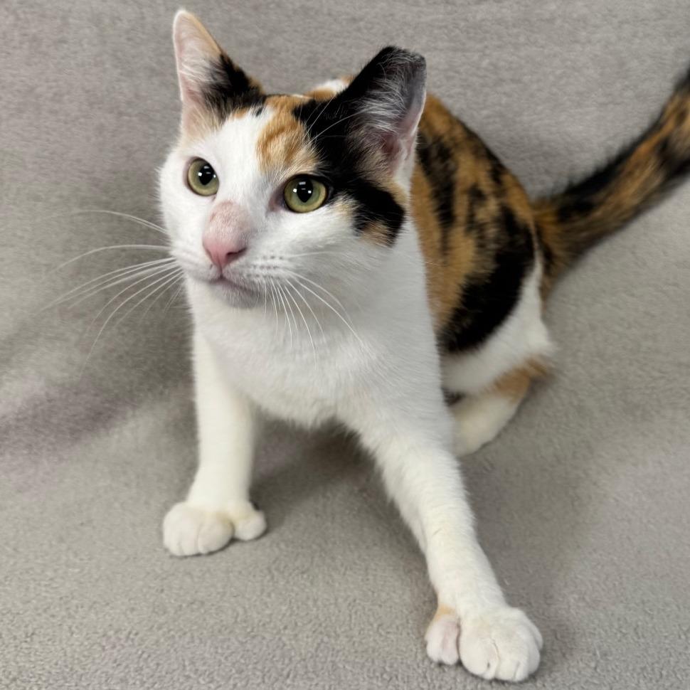 Chai, Adoptable, Young Female Domestic Short Hair.