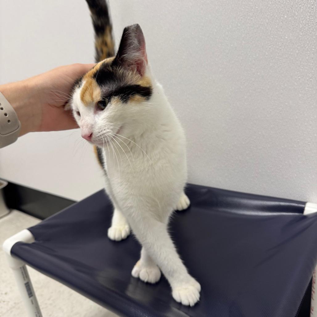 Enlarge Chai, a Adoptable Domestic Short Hair in Sunnyvale, CA image 1/6