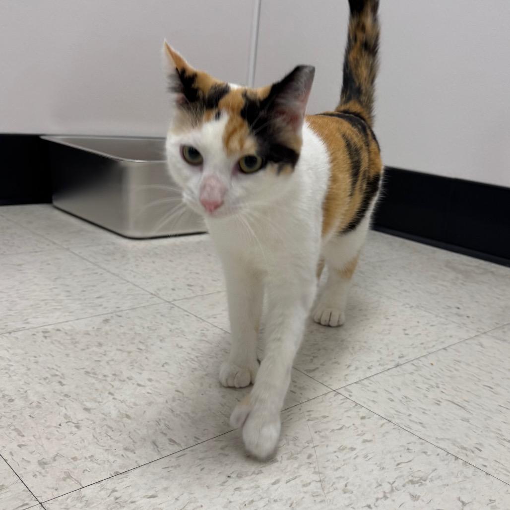 Enlarge Chai, a Adoptable Domestic Short Hair in Sunnyvale, CA image 2/6