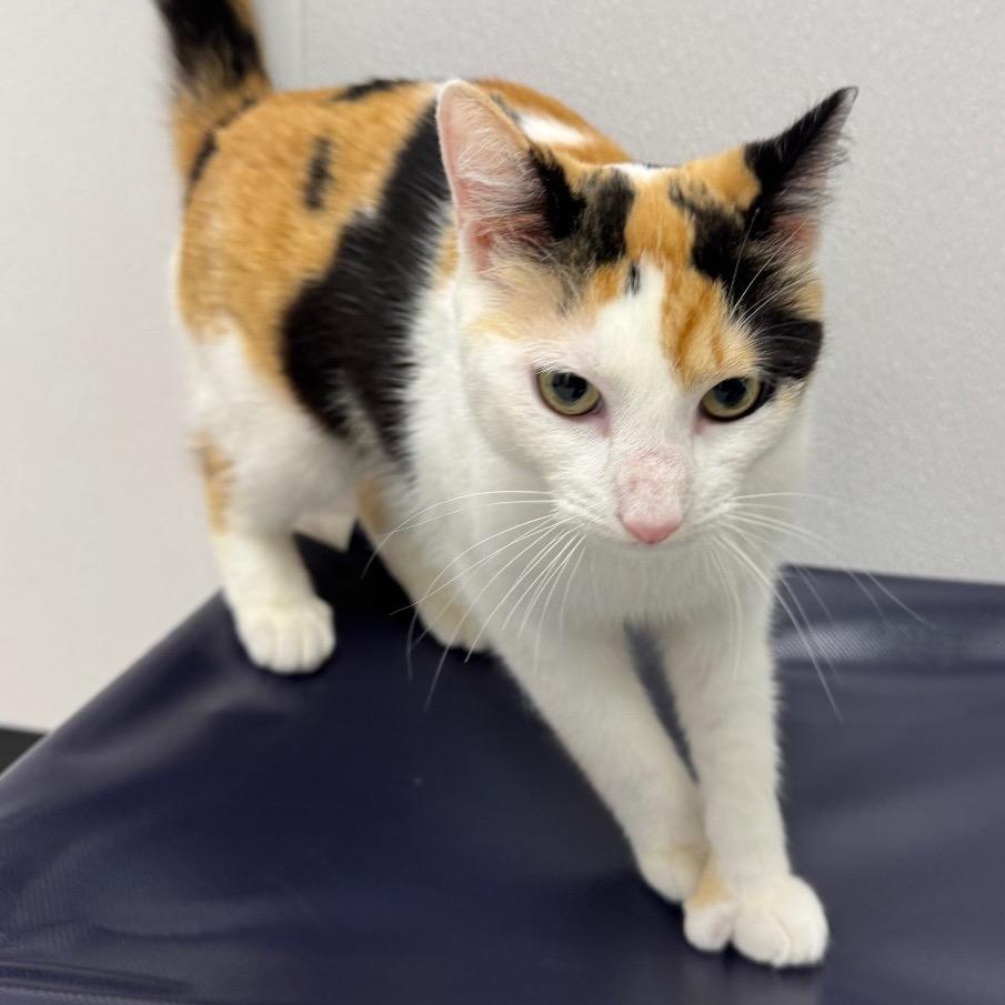 Enlarge Chai, a Adoptable Domestic Short Hair in Sunnyvale, CA image 3/6