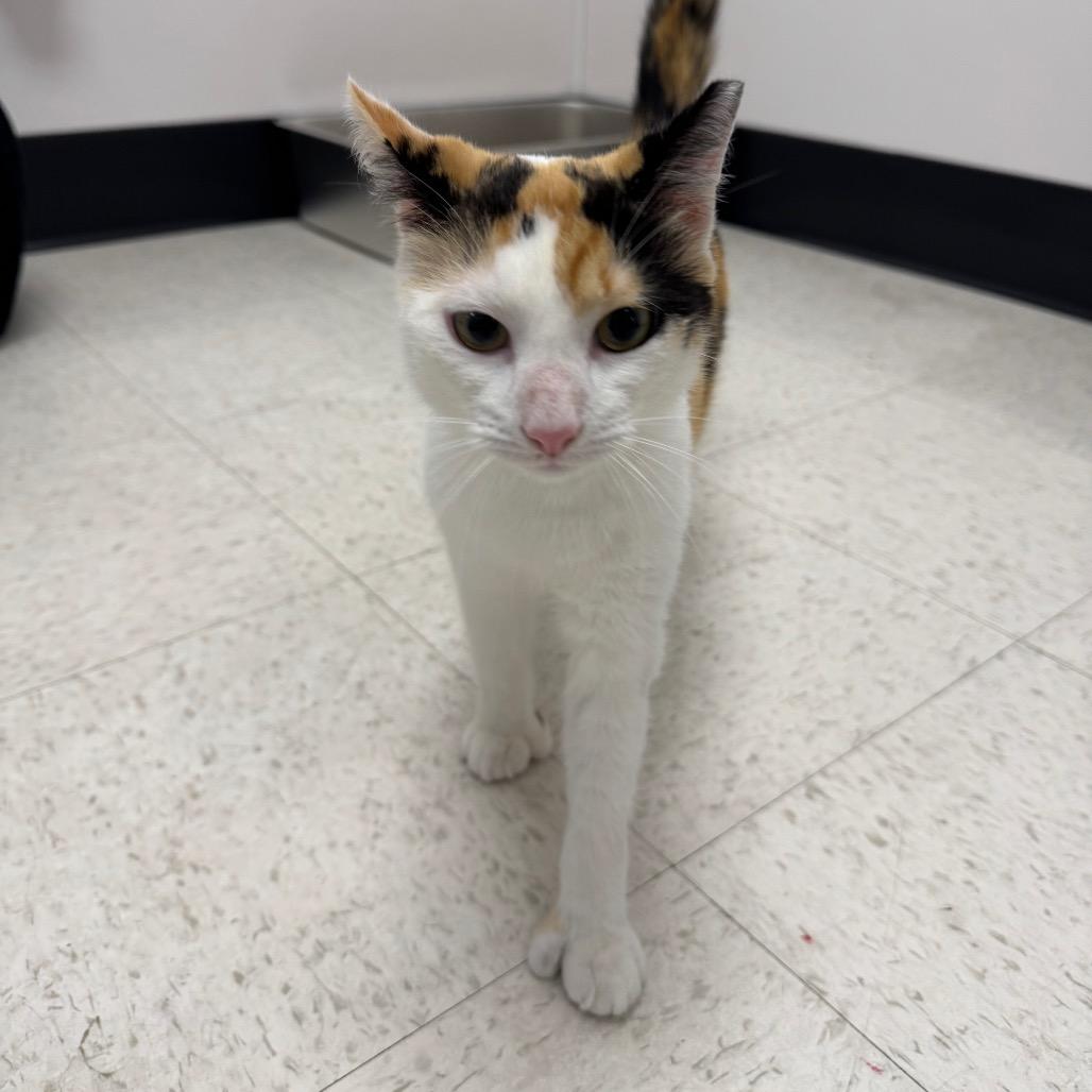 Enlarge Chai, a Adoptable Domestic Short Hair in Sunnyvale, CA image 4/6