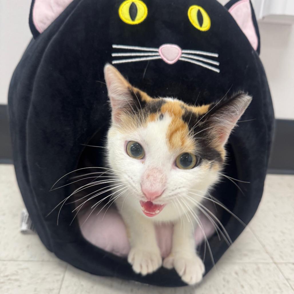 Enlarge Chai, a Adoptable Domestic Short Hair in Sunnyvale, CA image 6/6