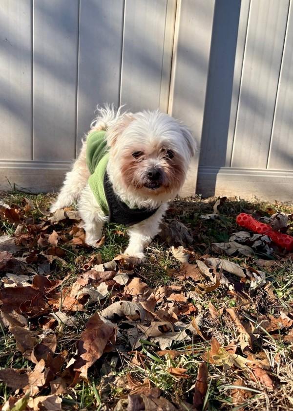 Pickles, Adoptable, Adult Male Shih Tzu & Bichon Frise.