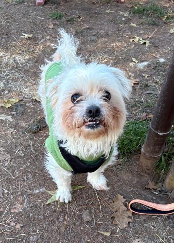 Pickles, a Adoptable mixed breed in Skillman, NJ image 2/2