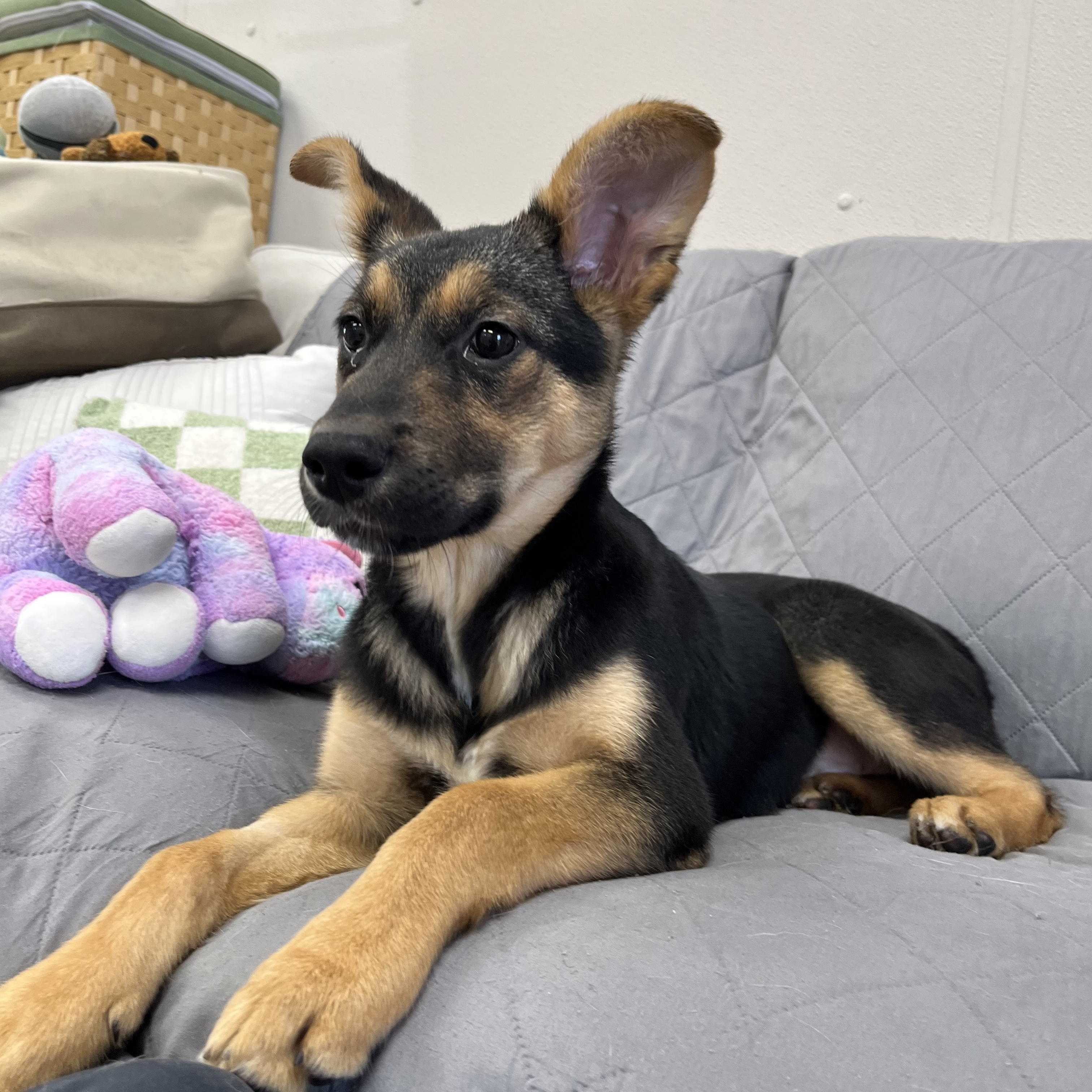 Enlarge Shyenne, an adopted mixed breed in Farmington, MO image 6/6