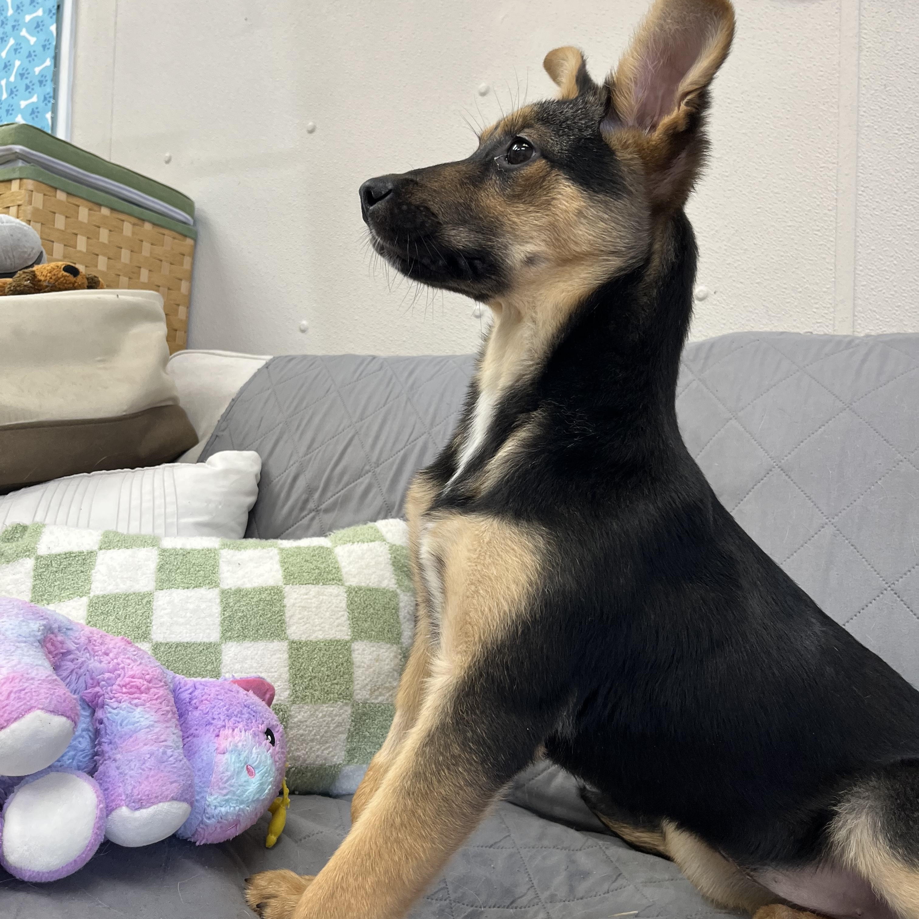 Enlarge Shyenne, an adopted mixed breed in Farmington, MO image 2/6