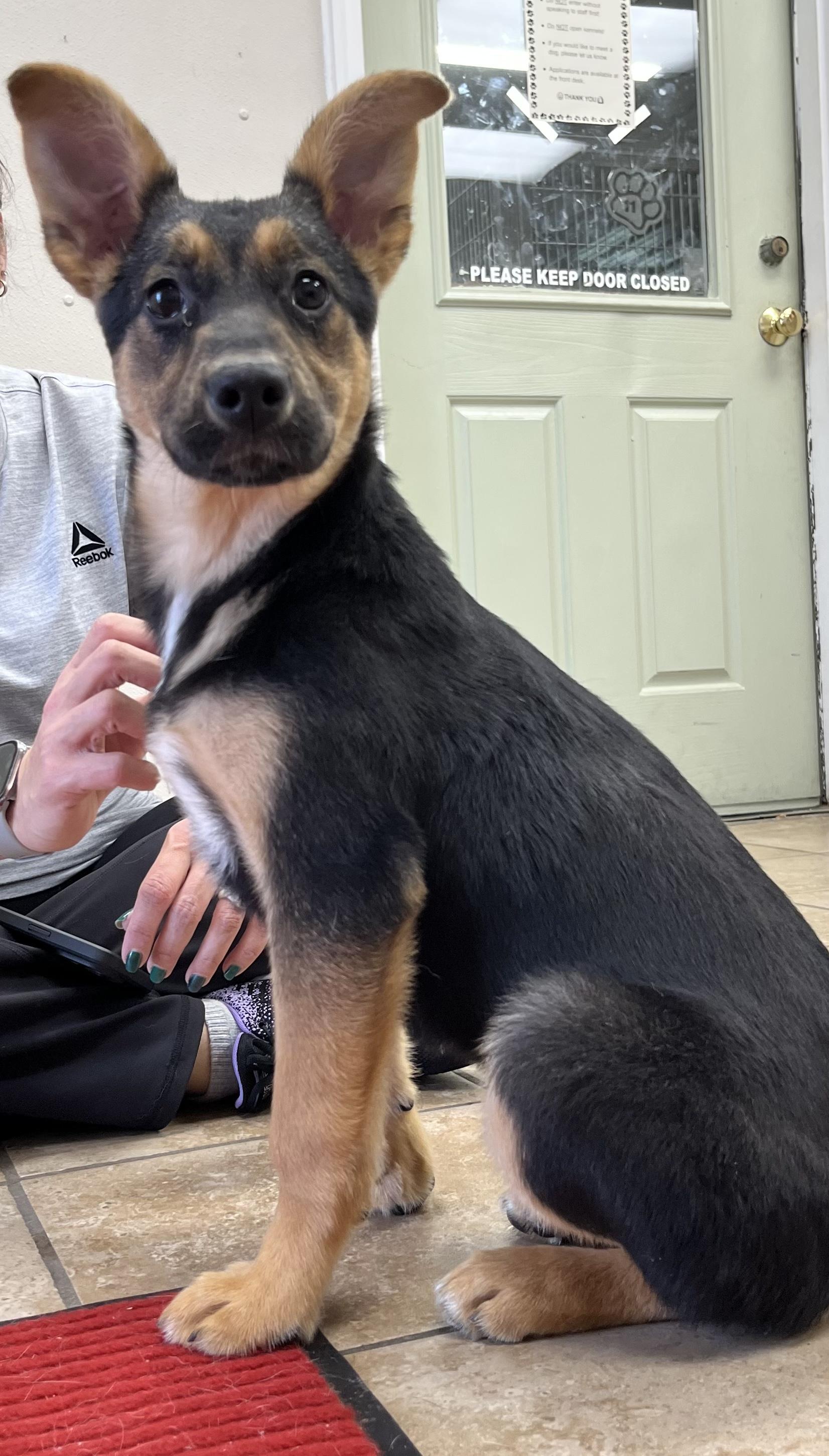 Enlarge Shyenne, an adopted mixed breed in Farmington, MO image 1/6