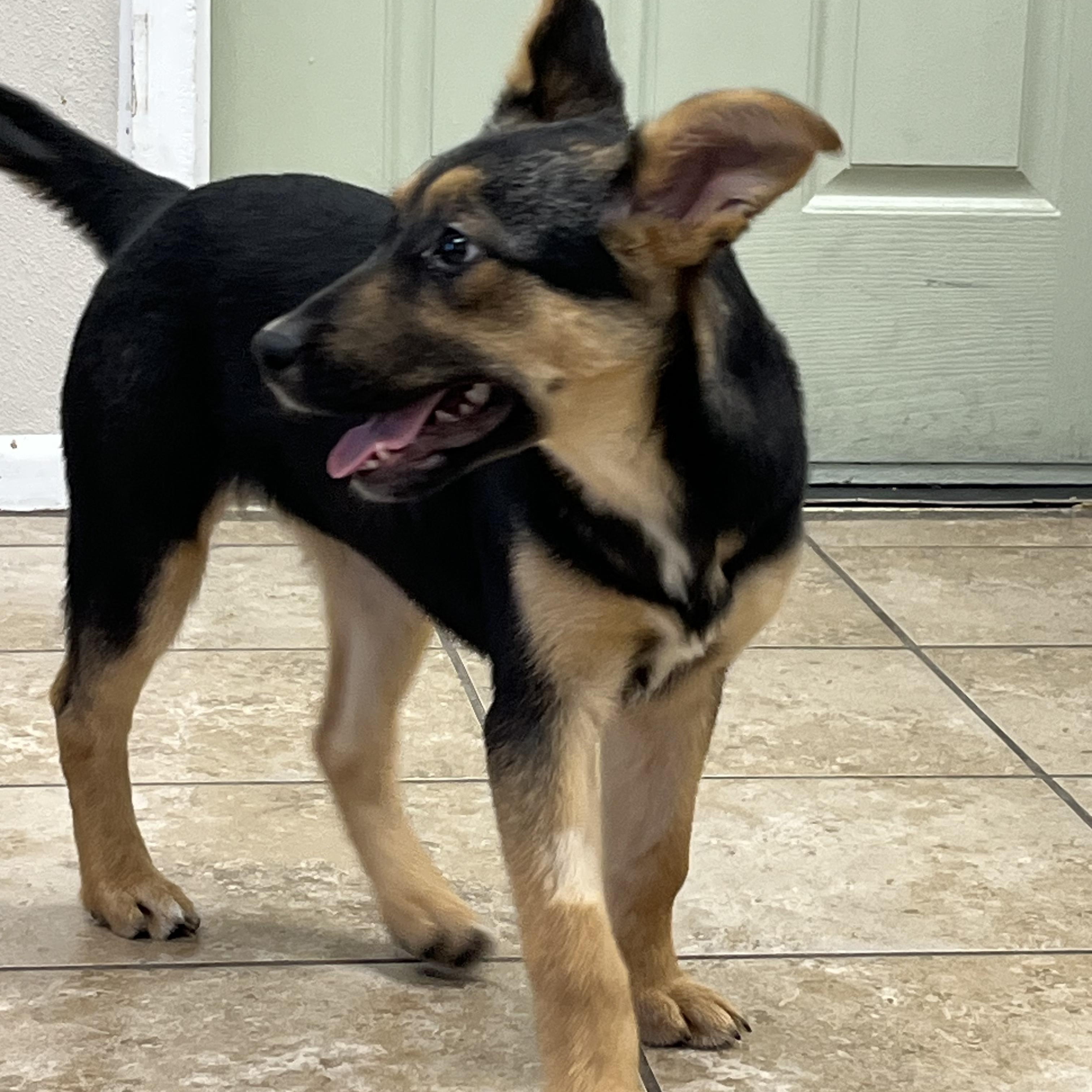 Enlarge Shyenne, an adopted mixed breed in Farmington, MO image 5/6