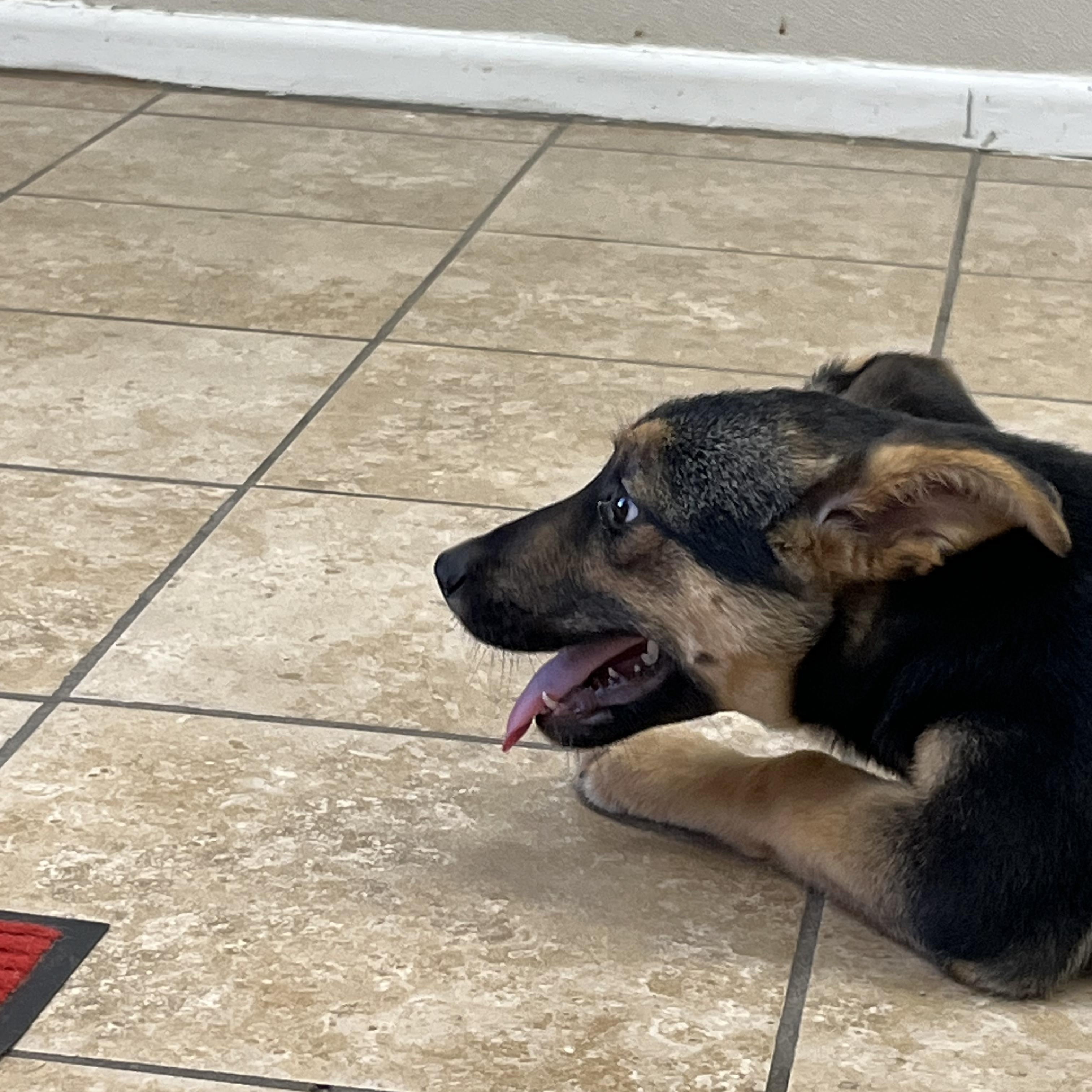 Enlarge Shyenne, an adopted mixed breed in Farmington, MO image 3/6