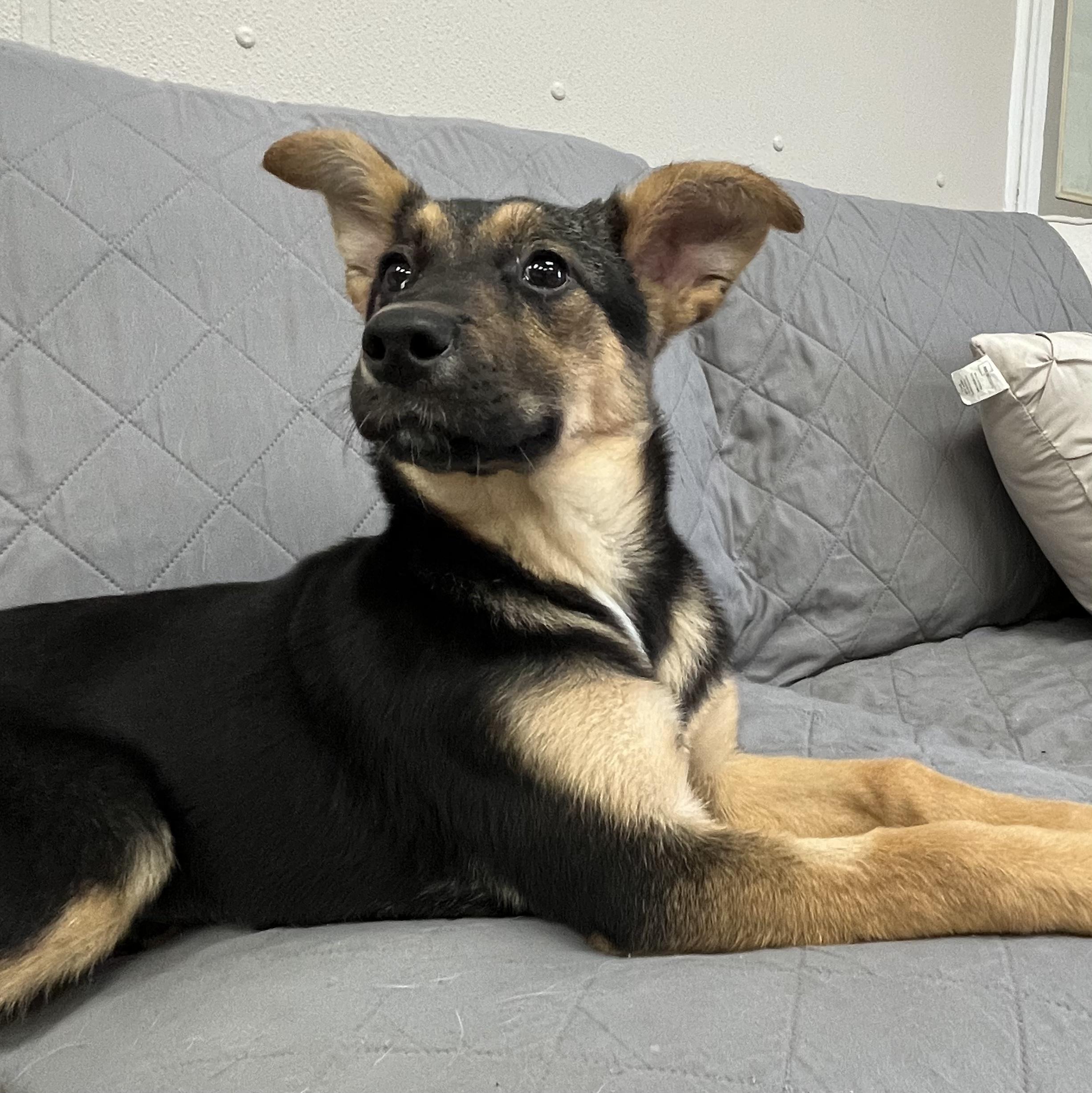 Enlarge Shyenne, an adopted mixed breed in Farmington, MO image 4/6