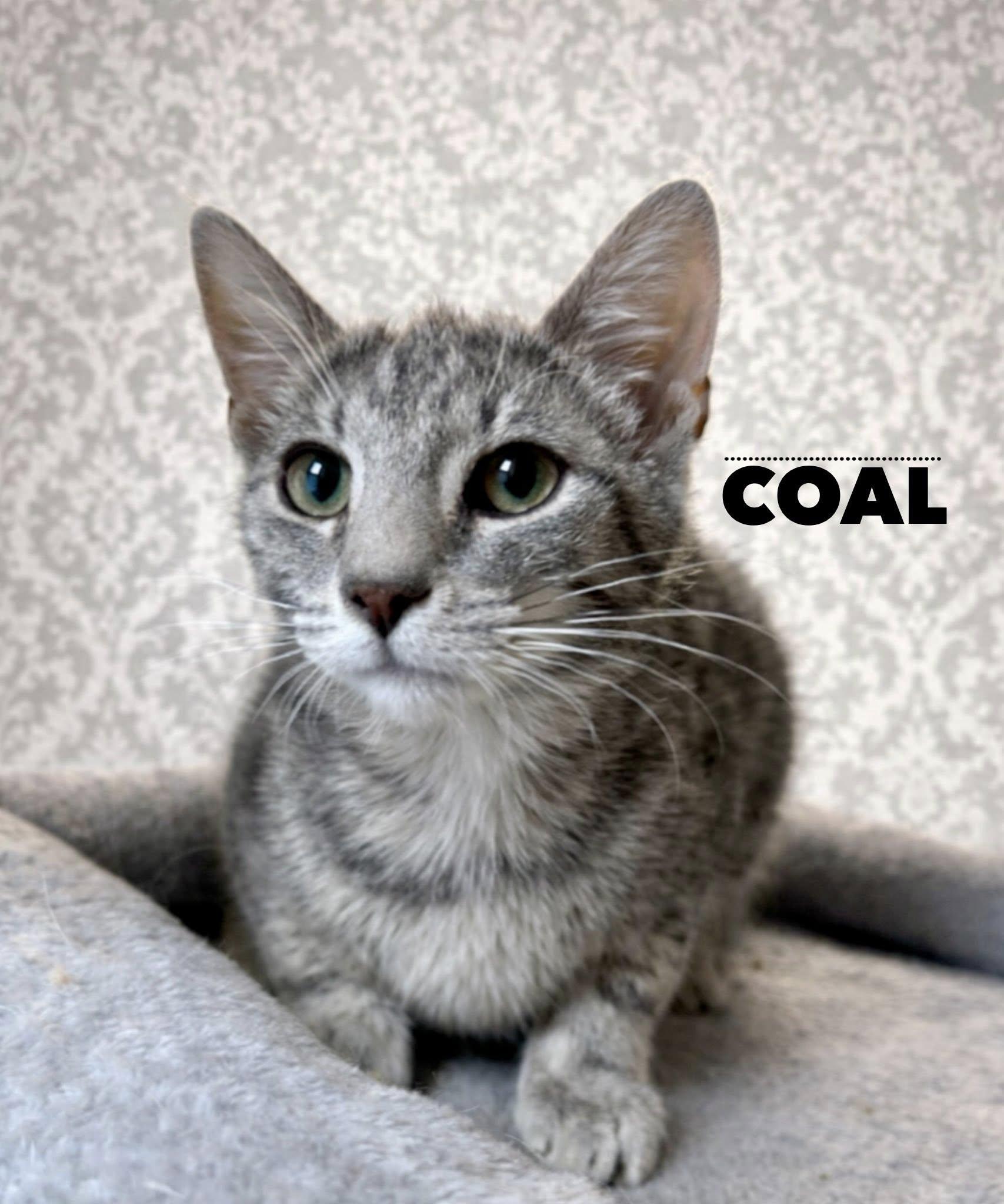 Enlarge Coal , a ADOPTABLE Tabby in Webster, NY image 1/1