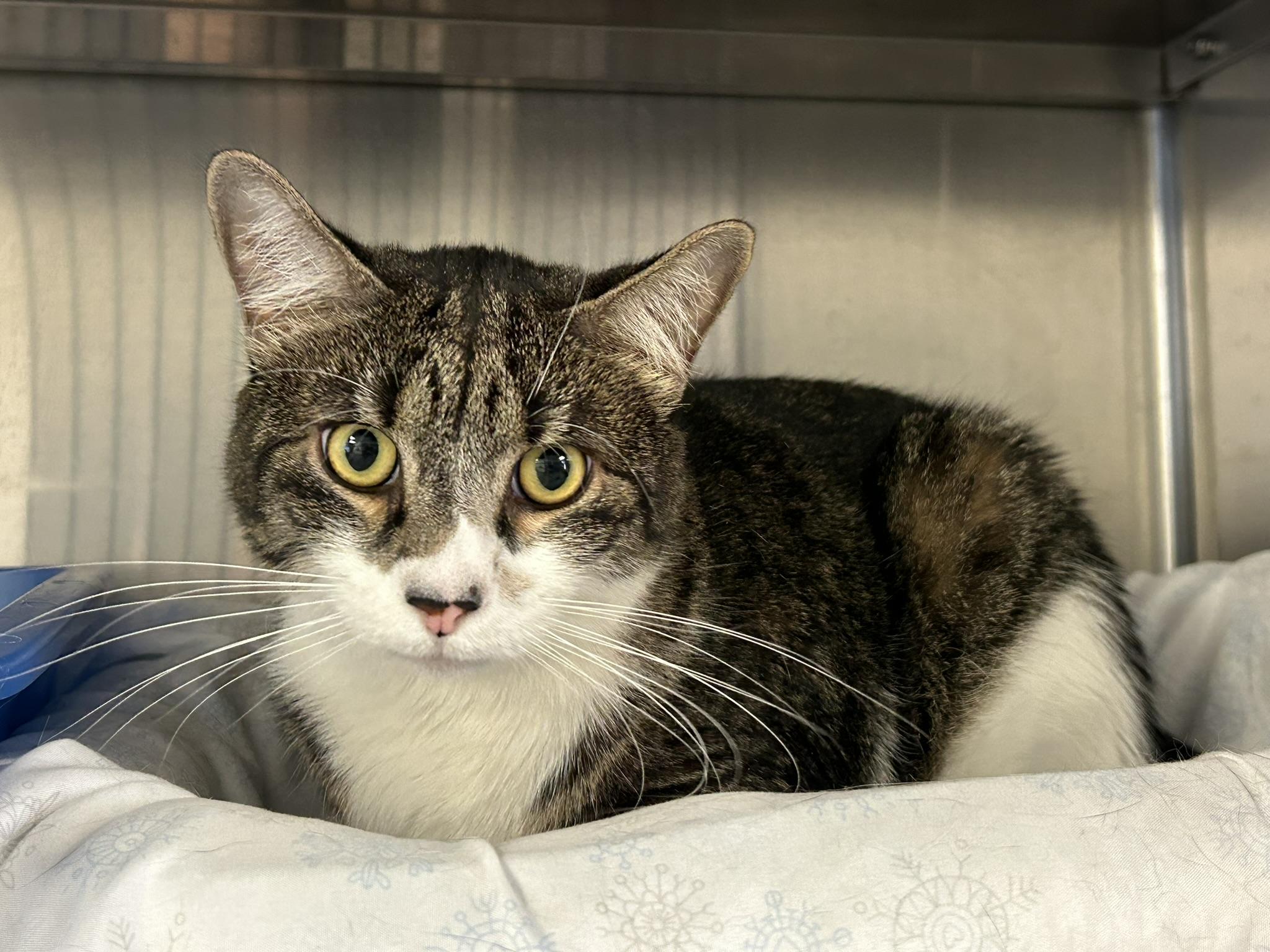 Lyon, ADOPTABLE, Adult Male Domestic Short Hair.