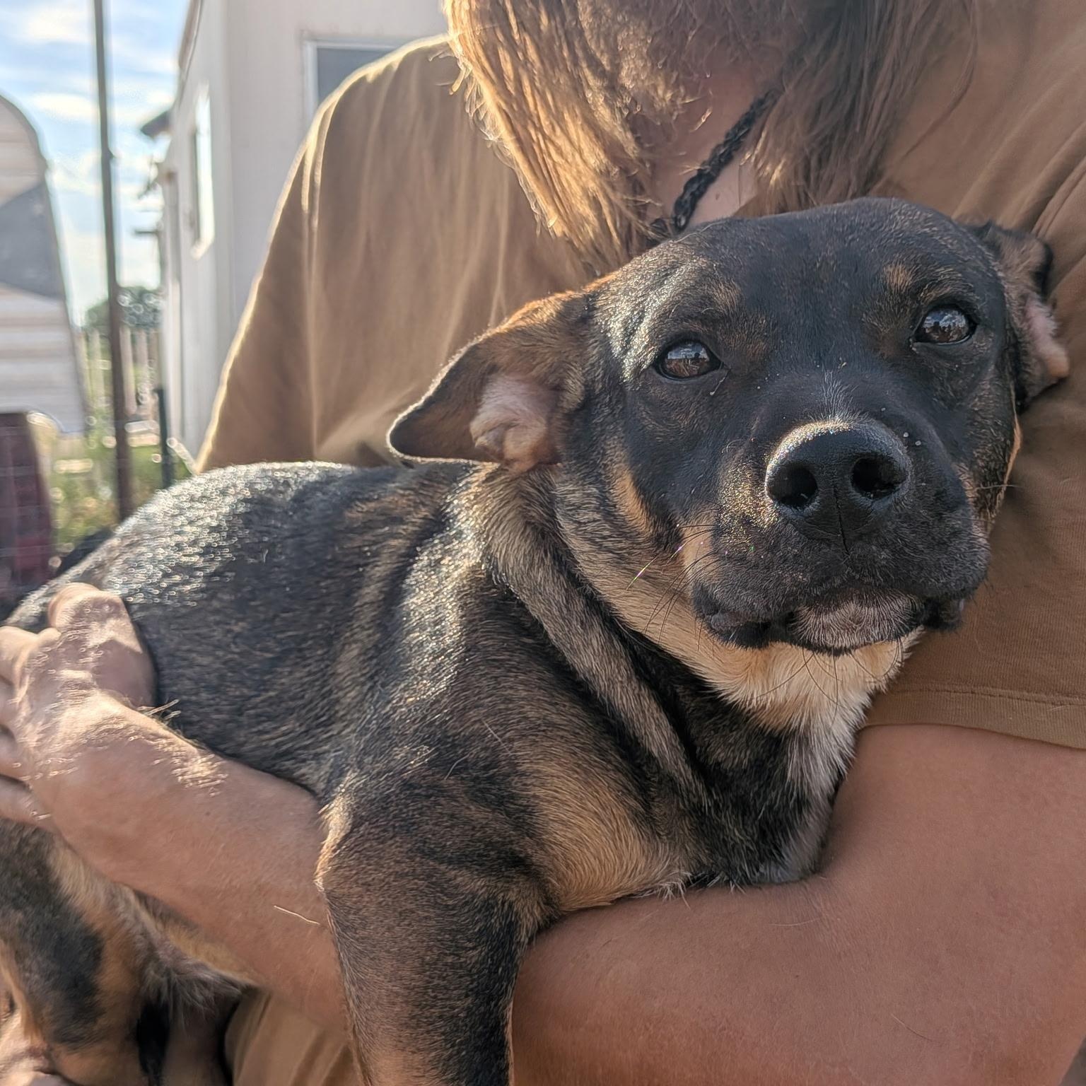 Lilo, Adoptable, Young Female Basset Hound.
