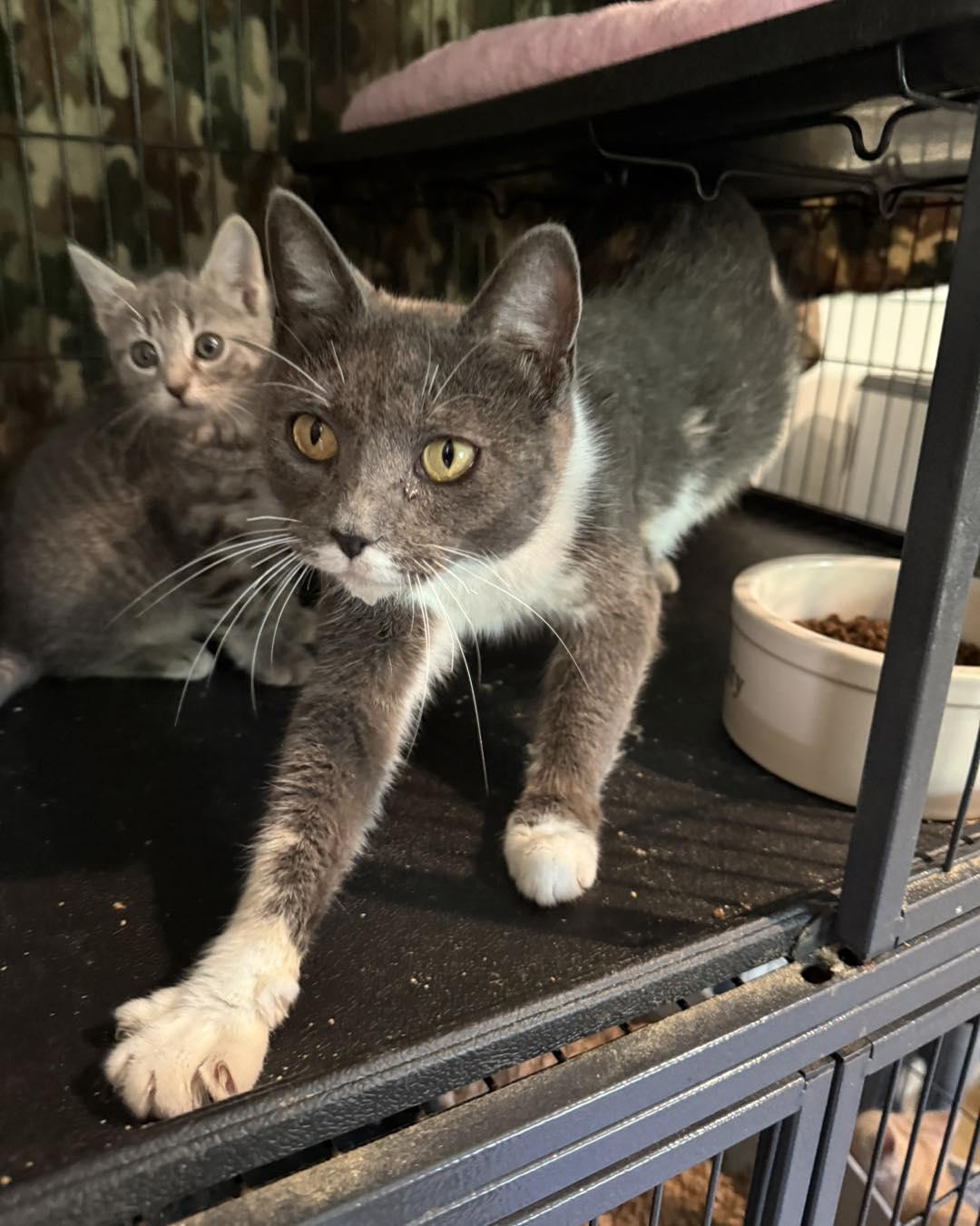 Zoey, a Adoptable Domestic Short Hair in Richmond Dale, OH image 2/2