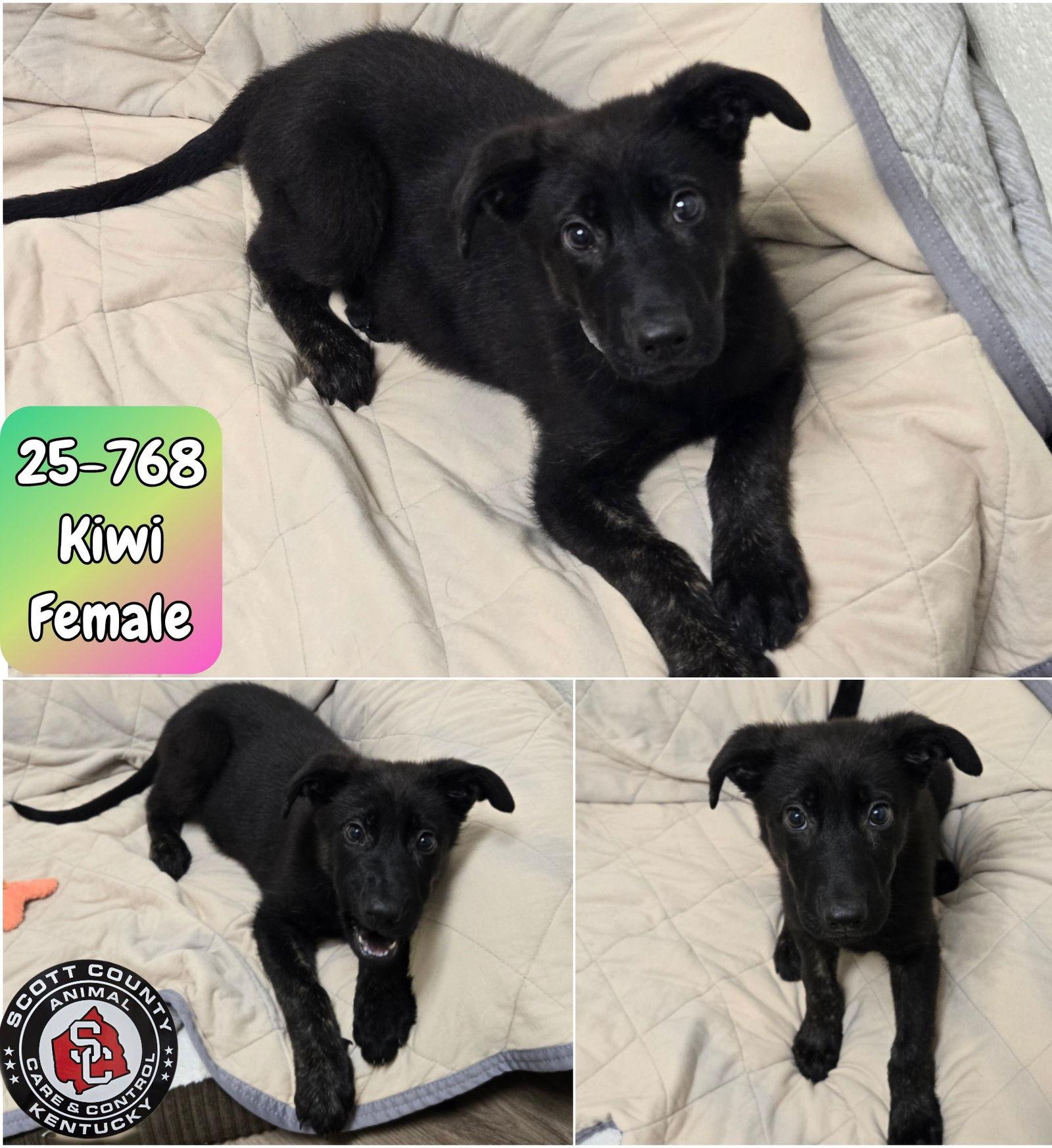Kiwi, Adopted, Puppy Female Dutch Shepherd.
