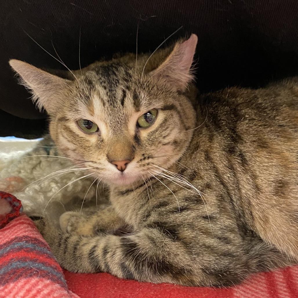 Enlarge Sabrina, a Adoptable Domestic Short Hair in Cheyenne, WY image 1/1