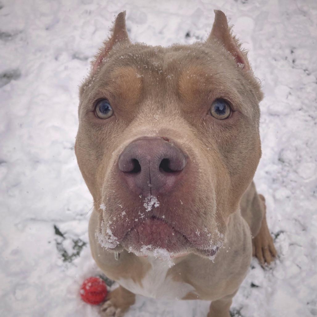 Enlarge Broly, a Adoptable Mixed Breed in Providence, RI image 1/6