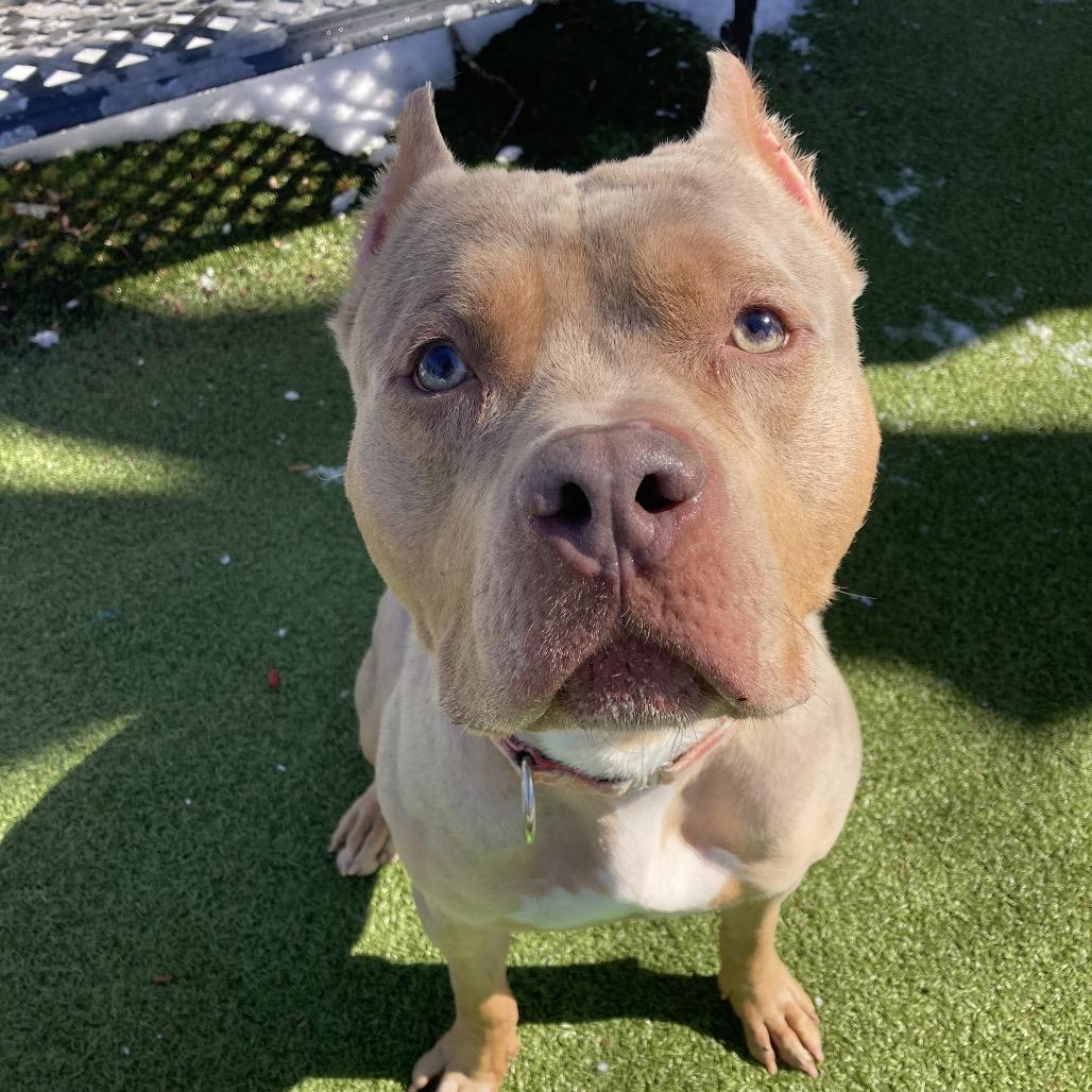 Enlarge Broly, a Adoptable Mixed Breed in Providence, RI image 2/6