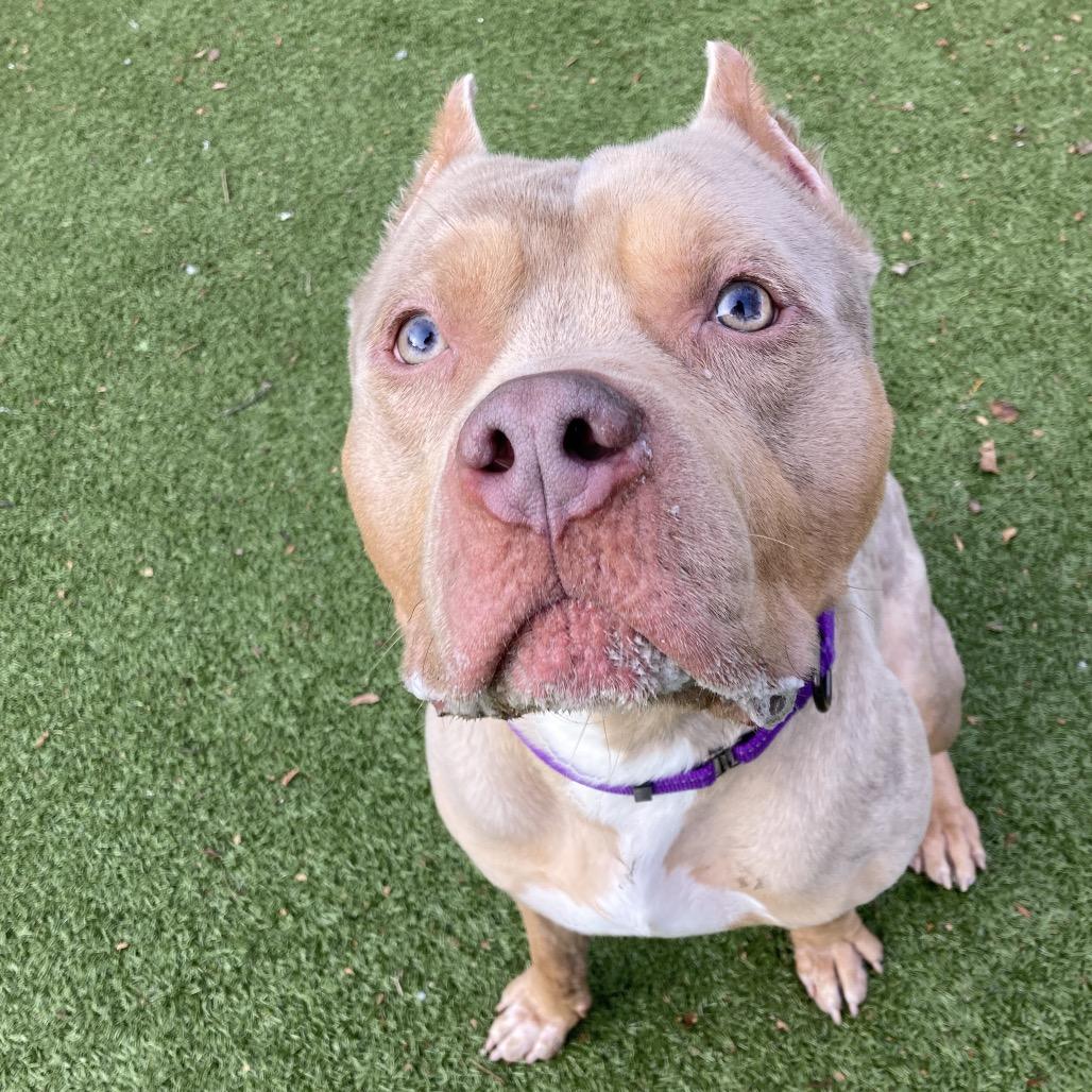 Enlarge Broly, a Adoptable Mixed Breed in Providence, RI image 3/6