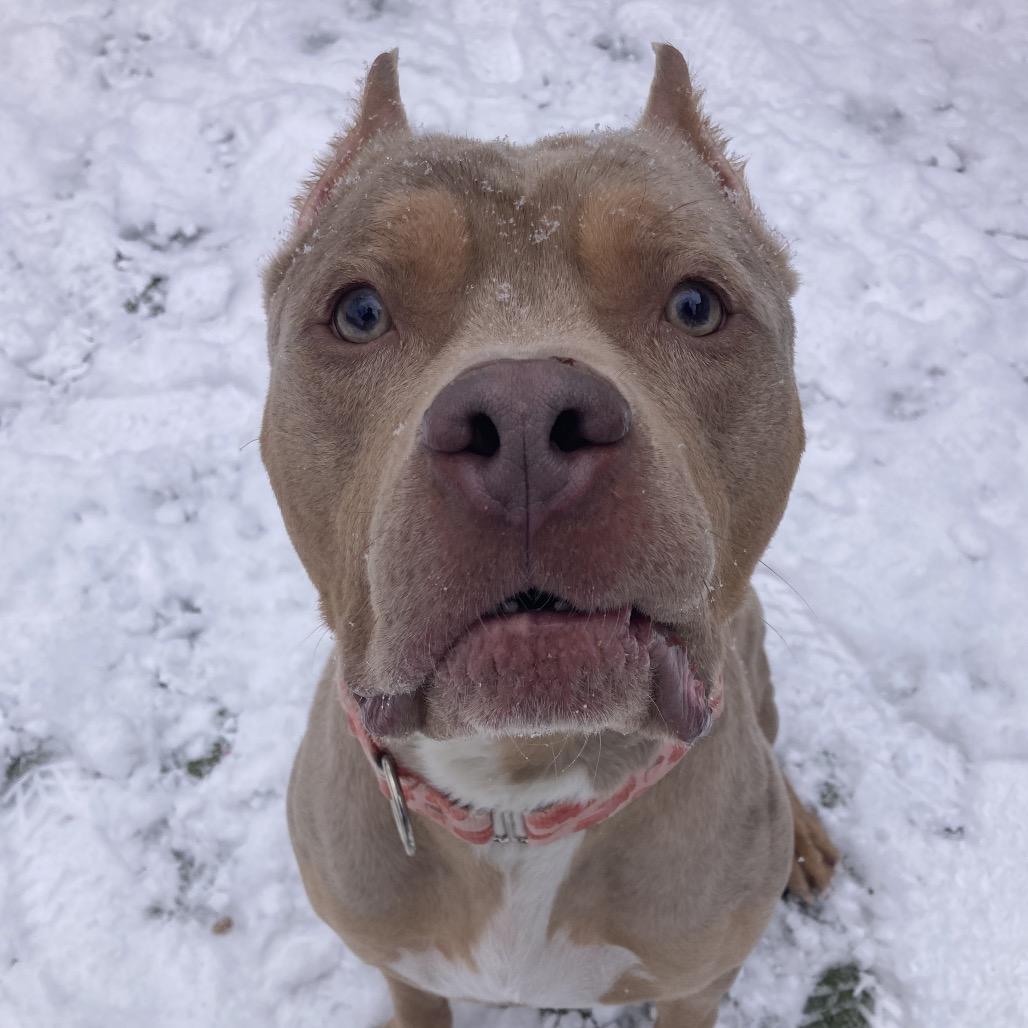 Enlarge Broly, a Adoptable Mixed Breed in Providence, RI image 4/6