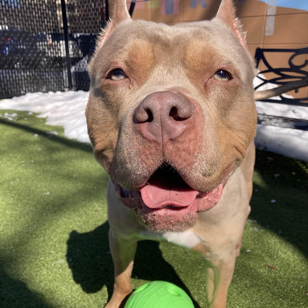 Enlarge Broly, a Adoptable Mixed Breed in Providence, RI image 5/6