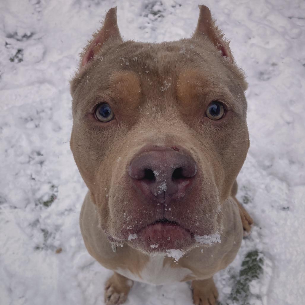 Enlarge Broly, a Adoptable Mixed Breed in Providence, RI image 6/6