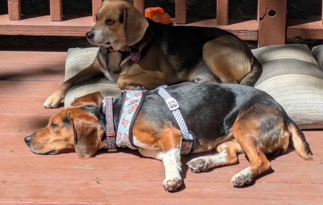 Enlarge Dixie, a ADOPTABLE Beagle in Williamsburg, VA image 5/6