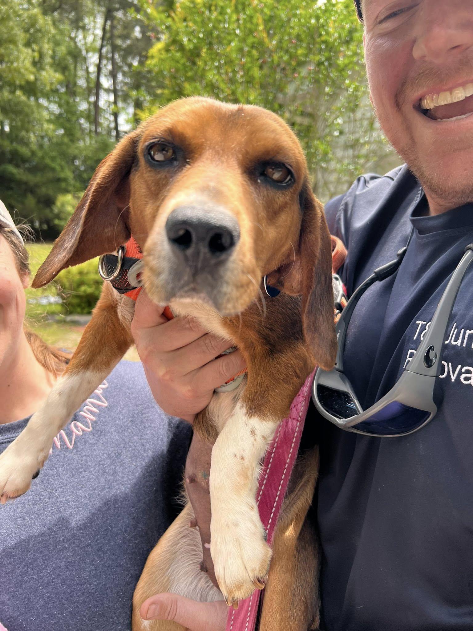 Enlarge Dixie, a ADOPTABLE Beagle in Williamsburg, VA image 6/6