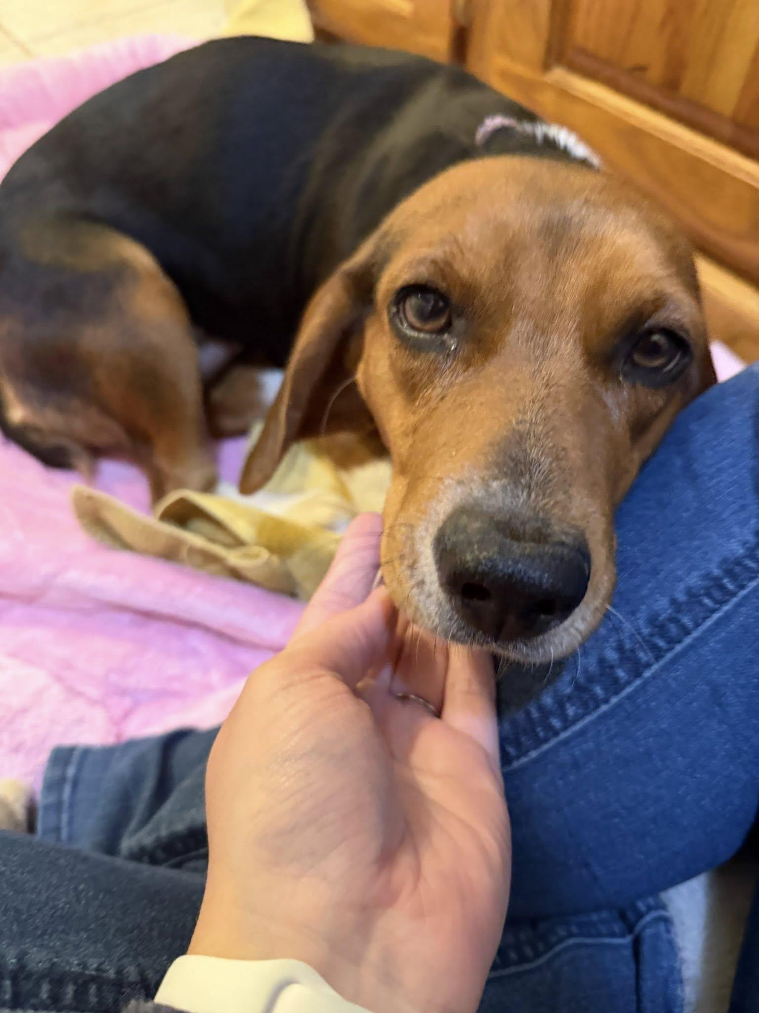 Enlarge Dixie, a ADOPTABLE Beagle in Williamsburg, VA image 3/6