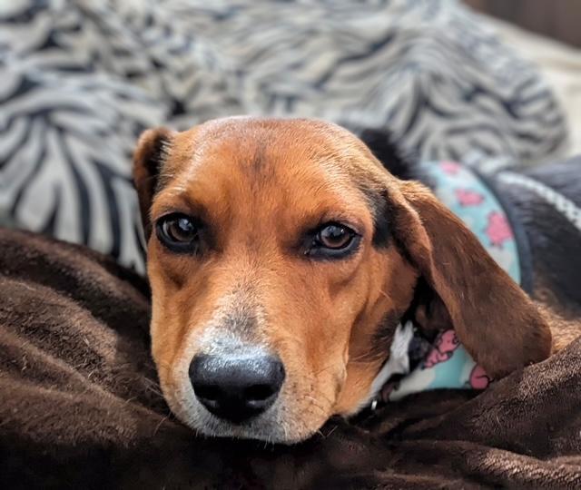 Enlarge Dixie, a ADOPTABLE Beagle in Williamsburg, VA image 4/6