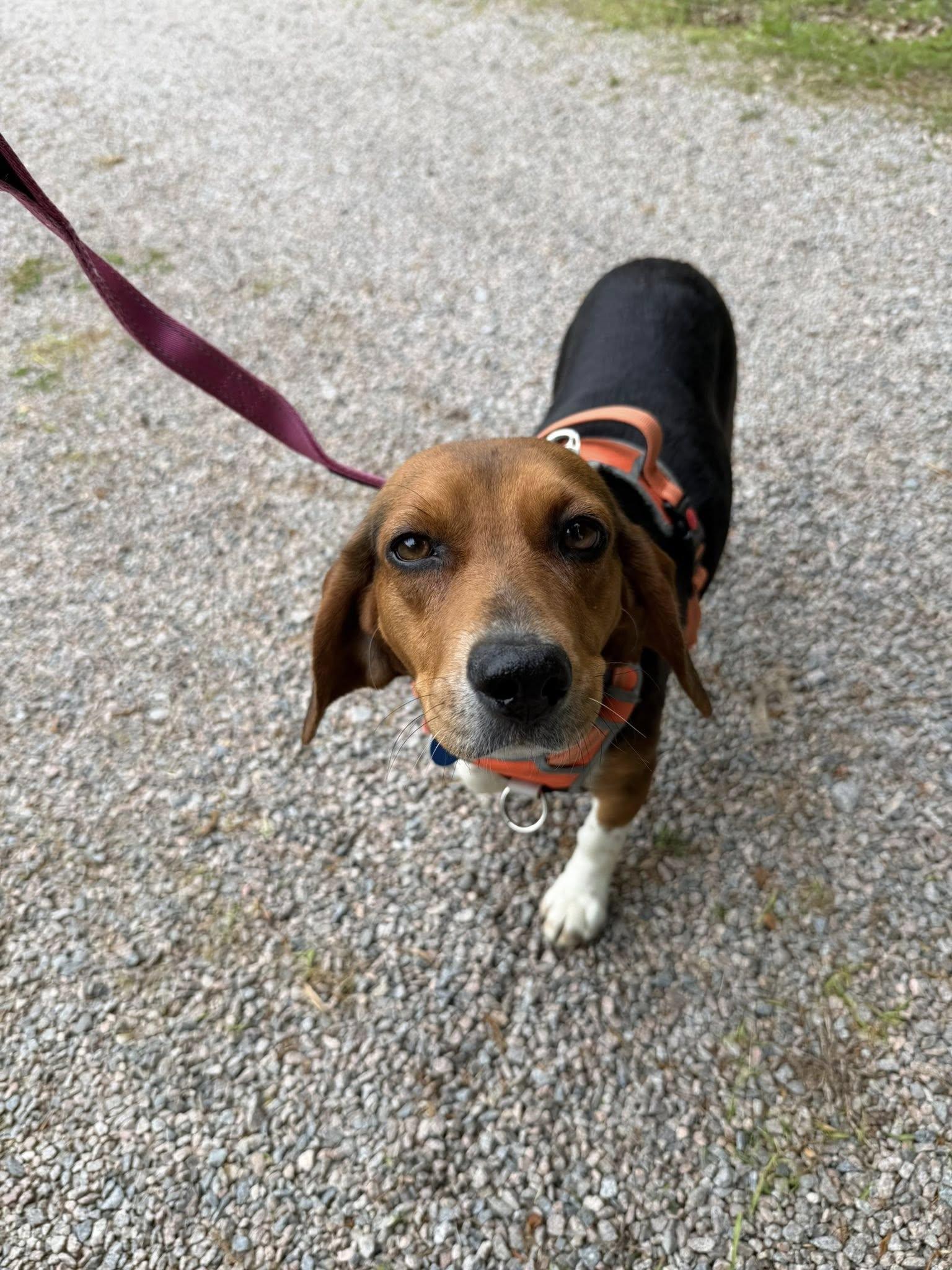 Enlarge Dixie, a ADOPTABLE Beagle in Williamsburg, VA image 2/6