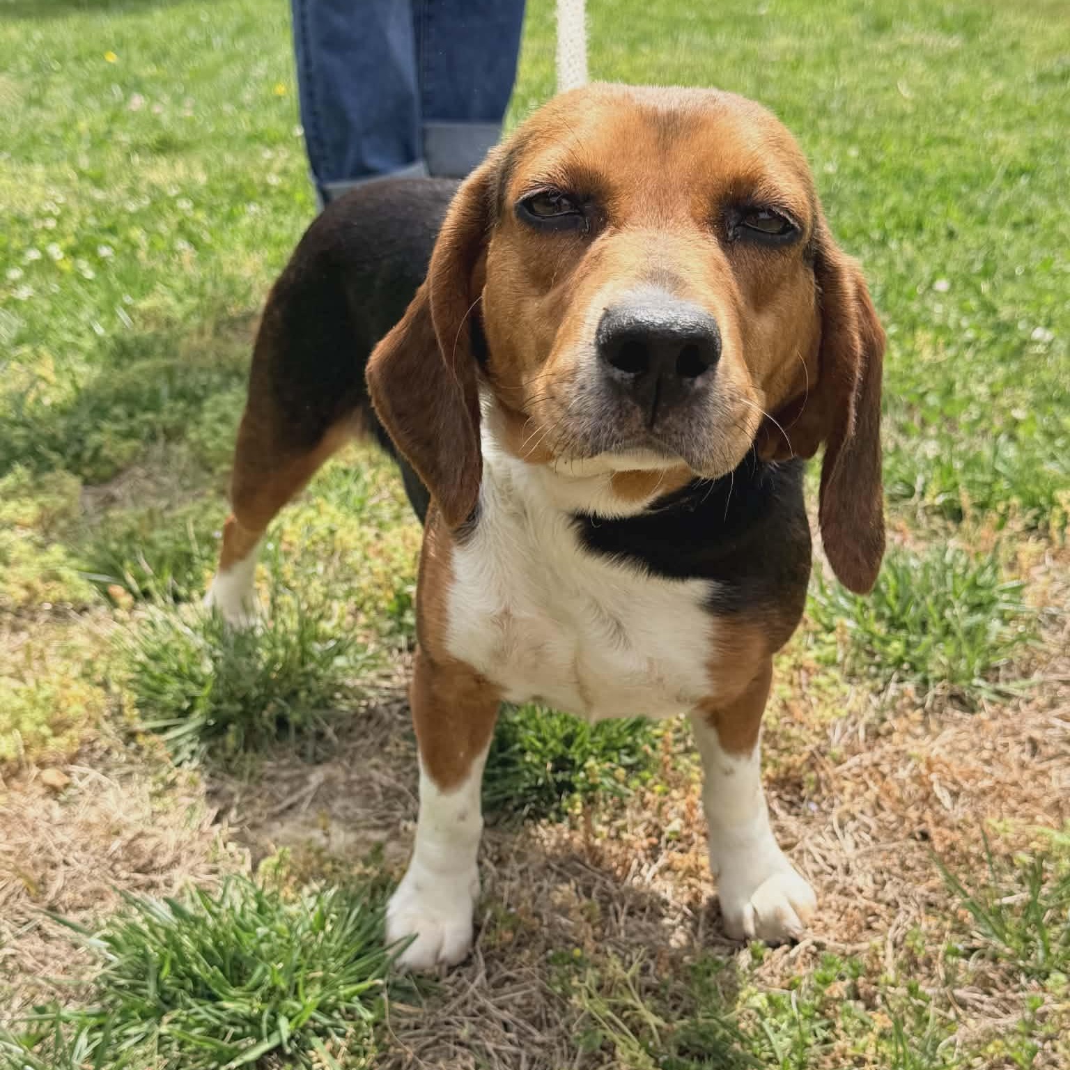 Dixie, ADOPTABLE, Adult Female Beagle.