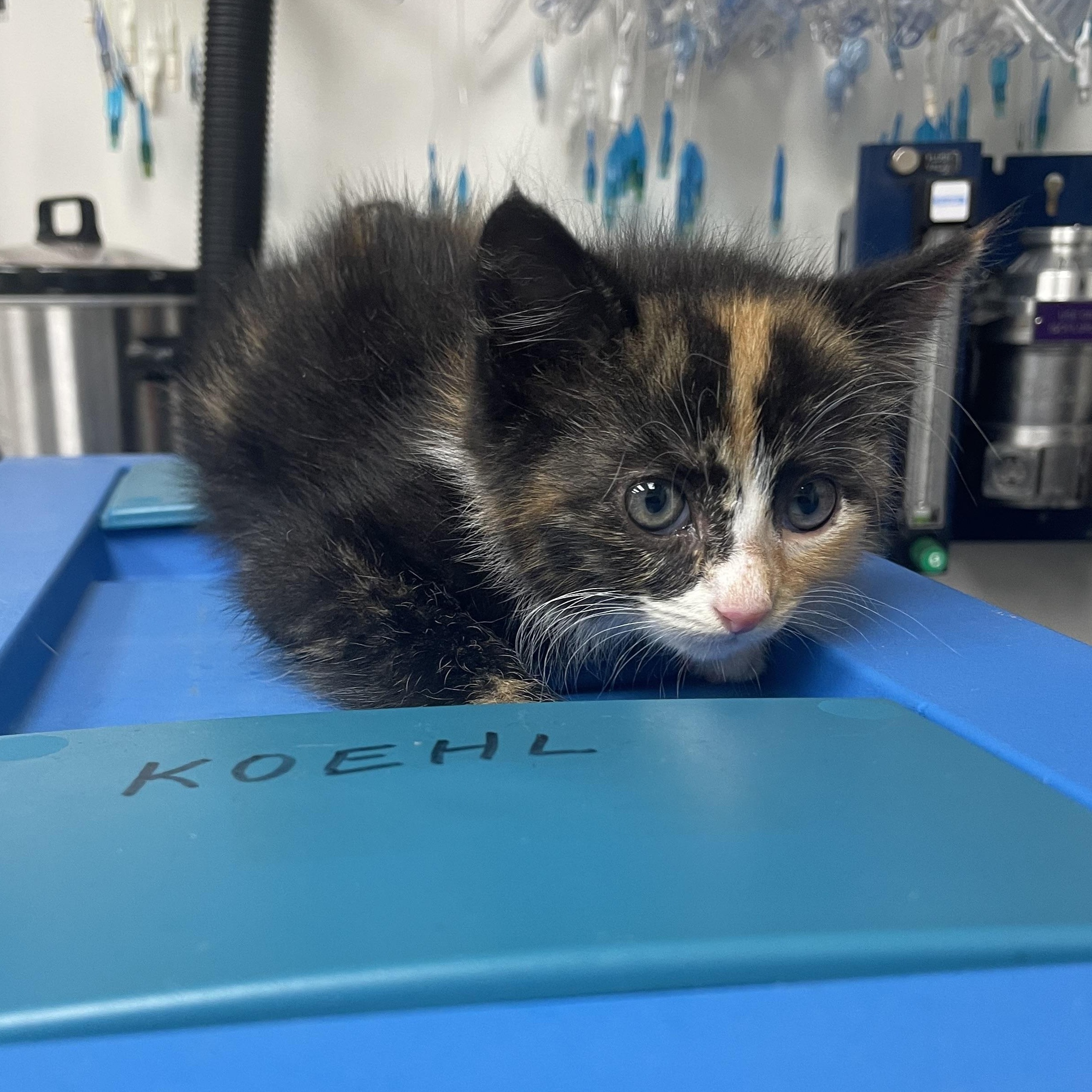 Cola, ADOPTABLE, Kitten Female Domestic Medium Hair.