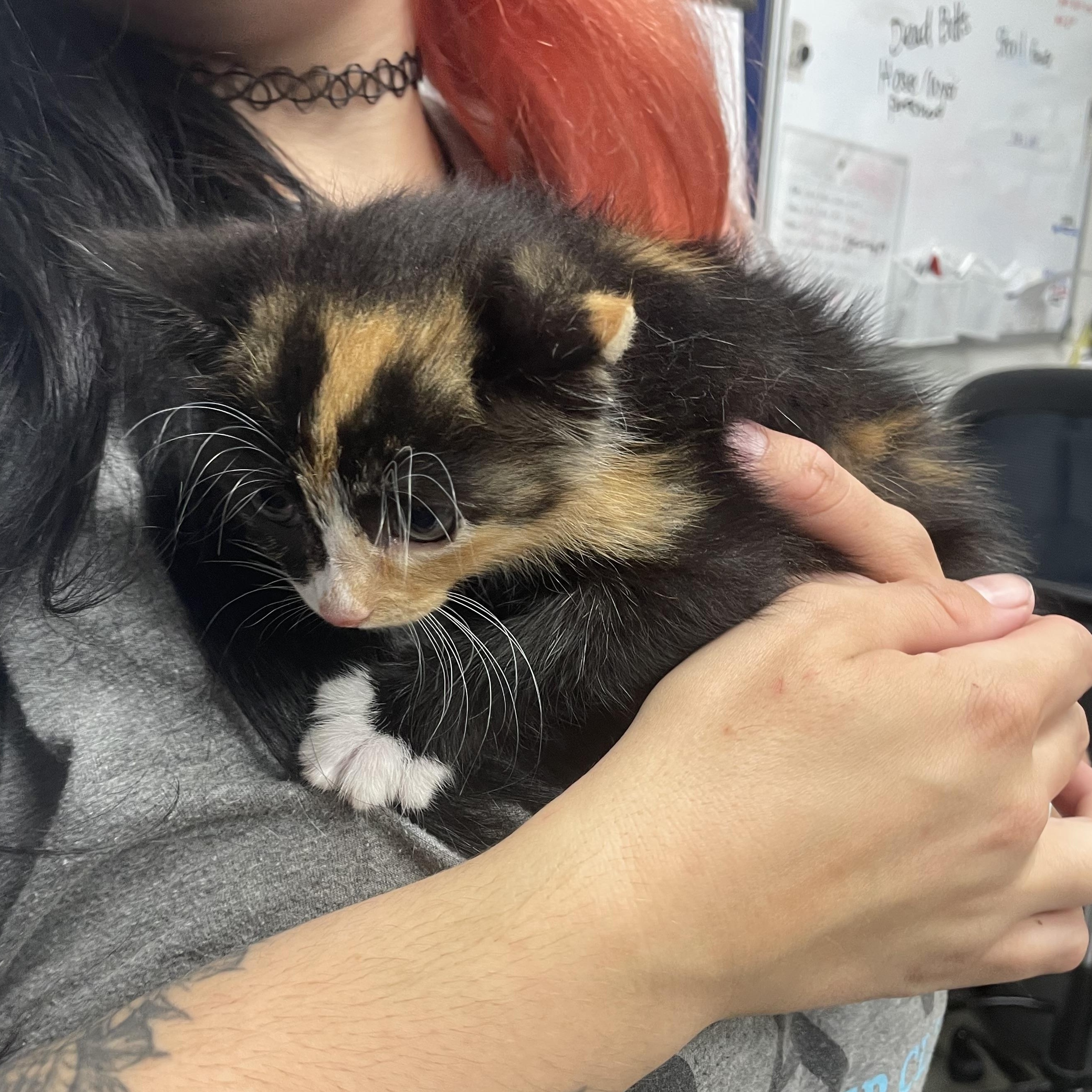 Cola, a ADOPTABLE Domestic Medium Hair in Greenback, TN image 2/3