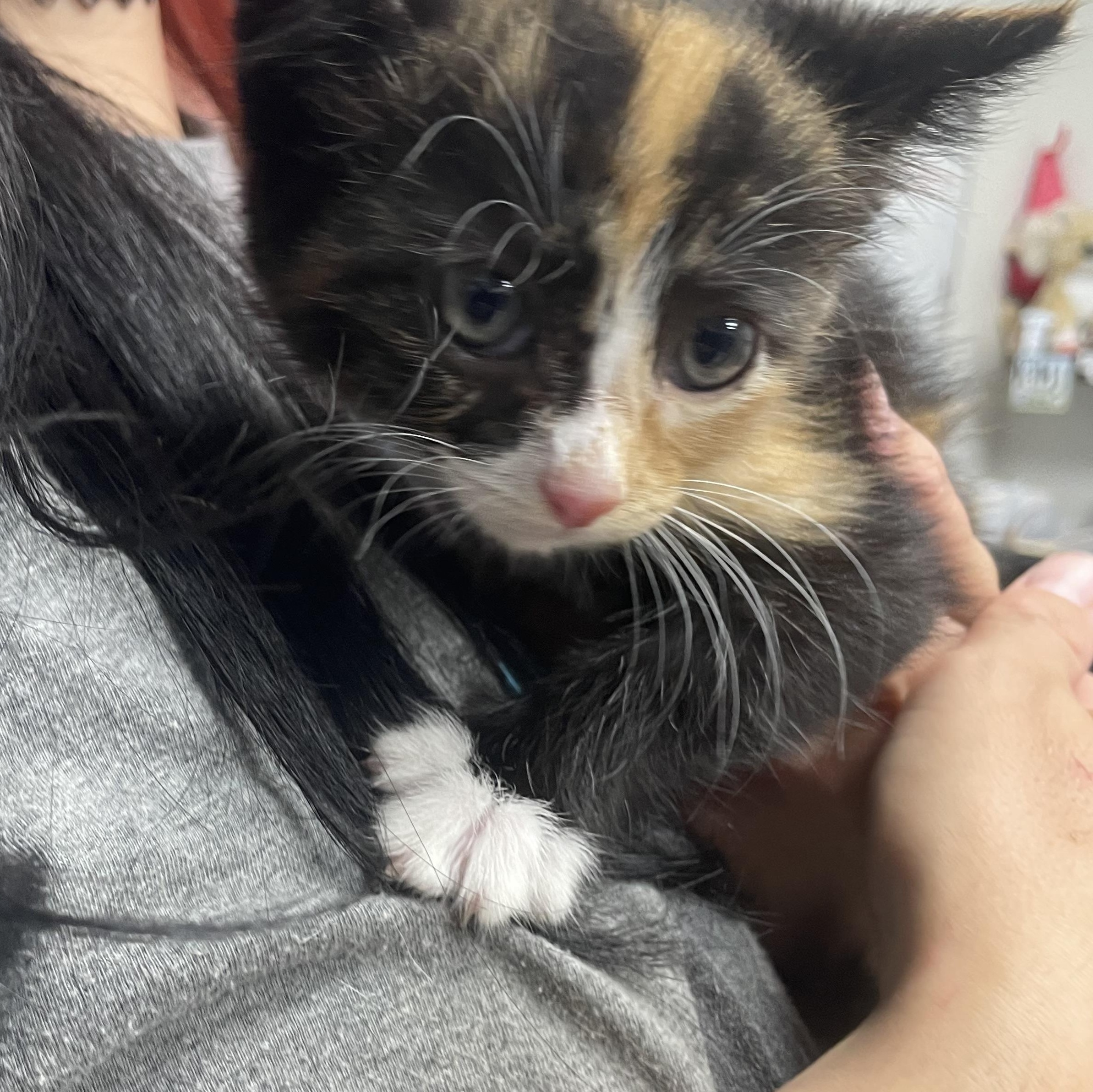 Cola, a ADOPTABLE Domestic Medium Hair in Greenback, TN image 3/3