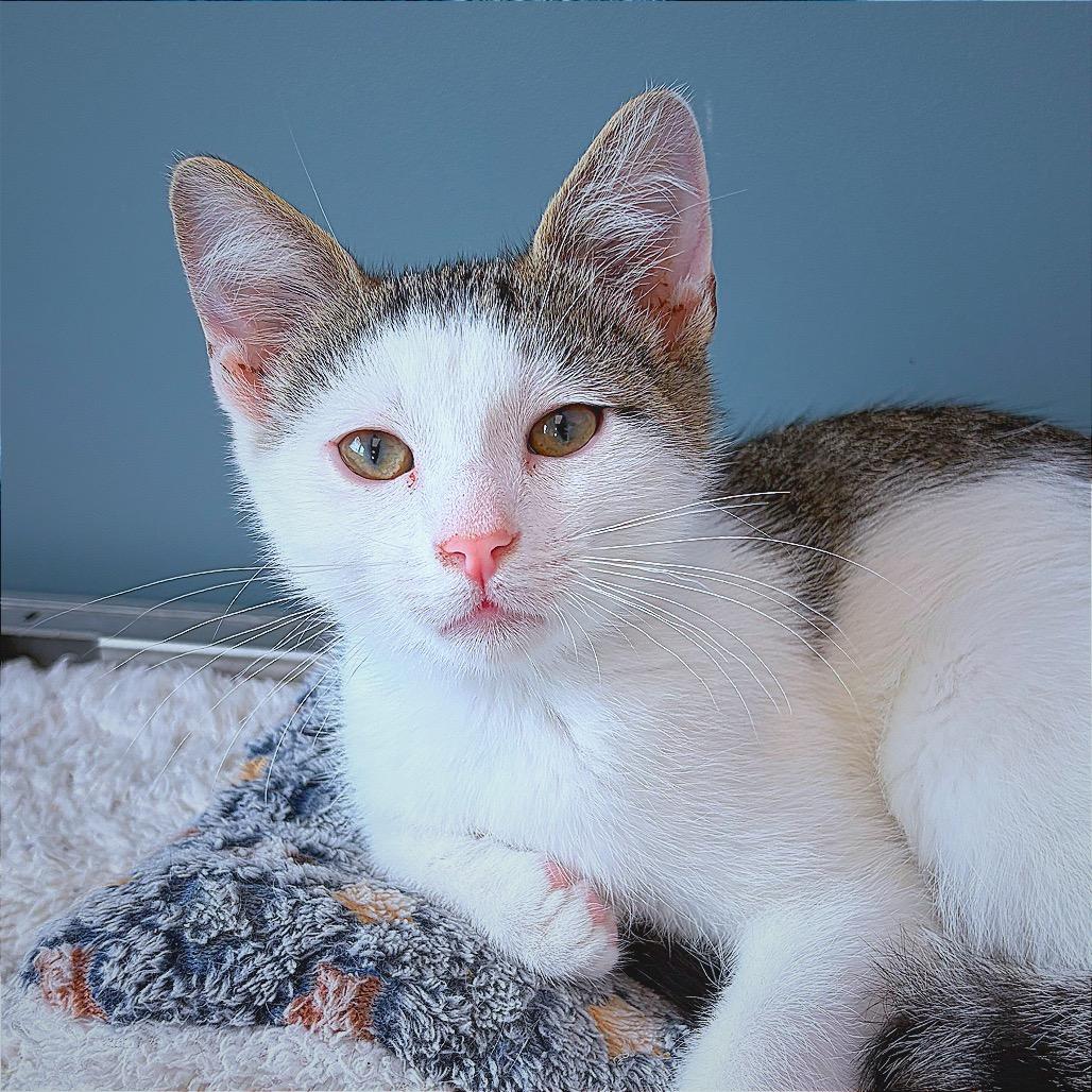 Muffin, Adoptable, Kitten Male Domestic Short Hair & Domestic Short Hair.