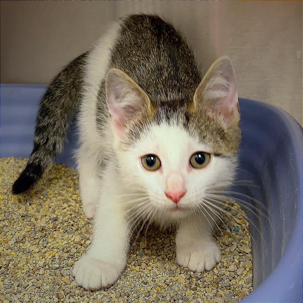 Muffin, a Adoptable mixed breed in Hannibal, MO image 2/6