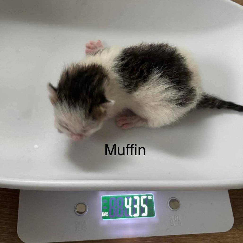 Muffin, a Adoptable mixed breed in Hannibal, MO image 3/6