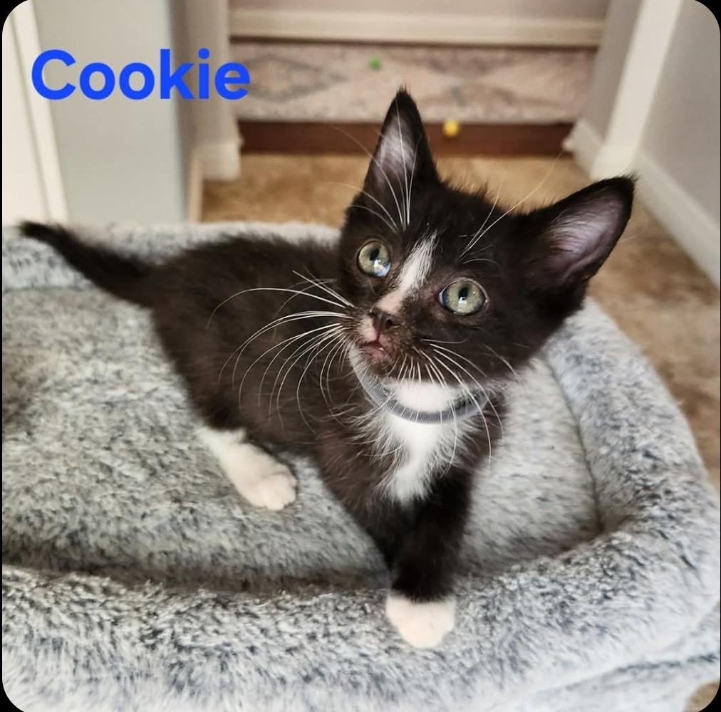 Cookie D, Adoptable, Kitten Male Domestic Short Hair.