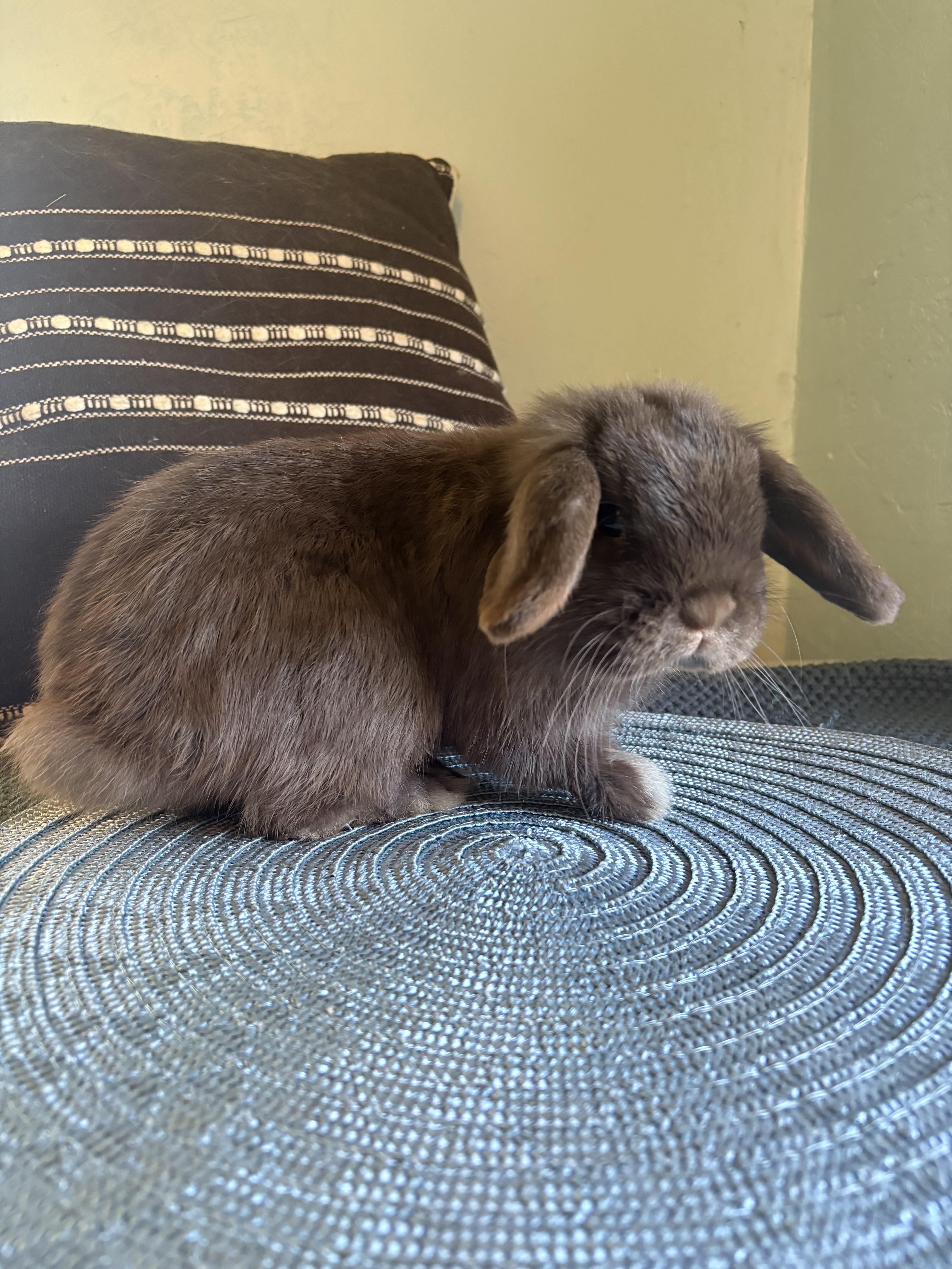 Marcelius, a ADOPTABLE Holland Lop in Eugene, OR image 1/3