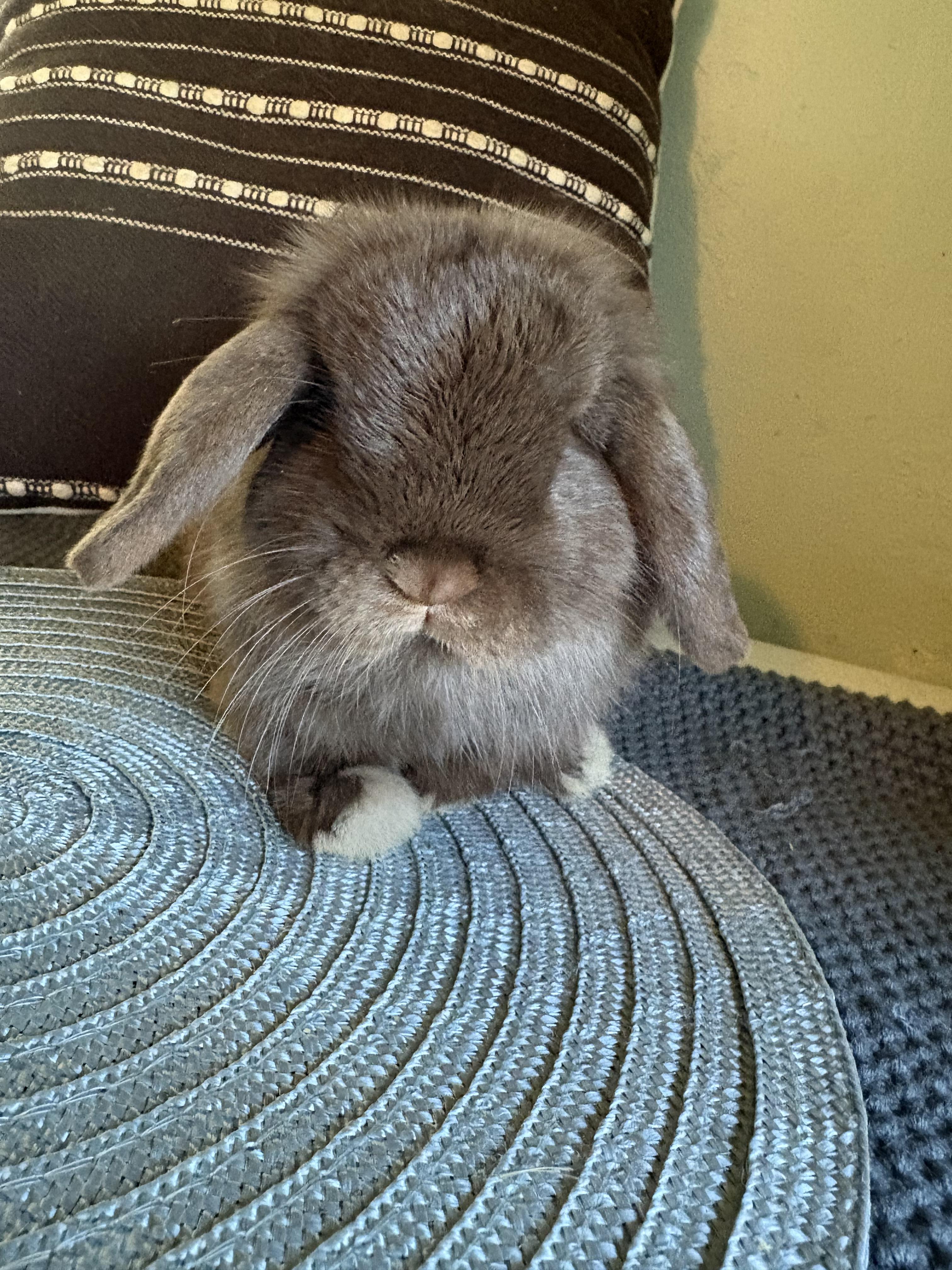 Marcelius, a ADOPTABLE Holland Lop in Eugene, OR image 2/3