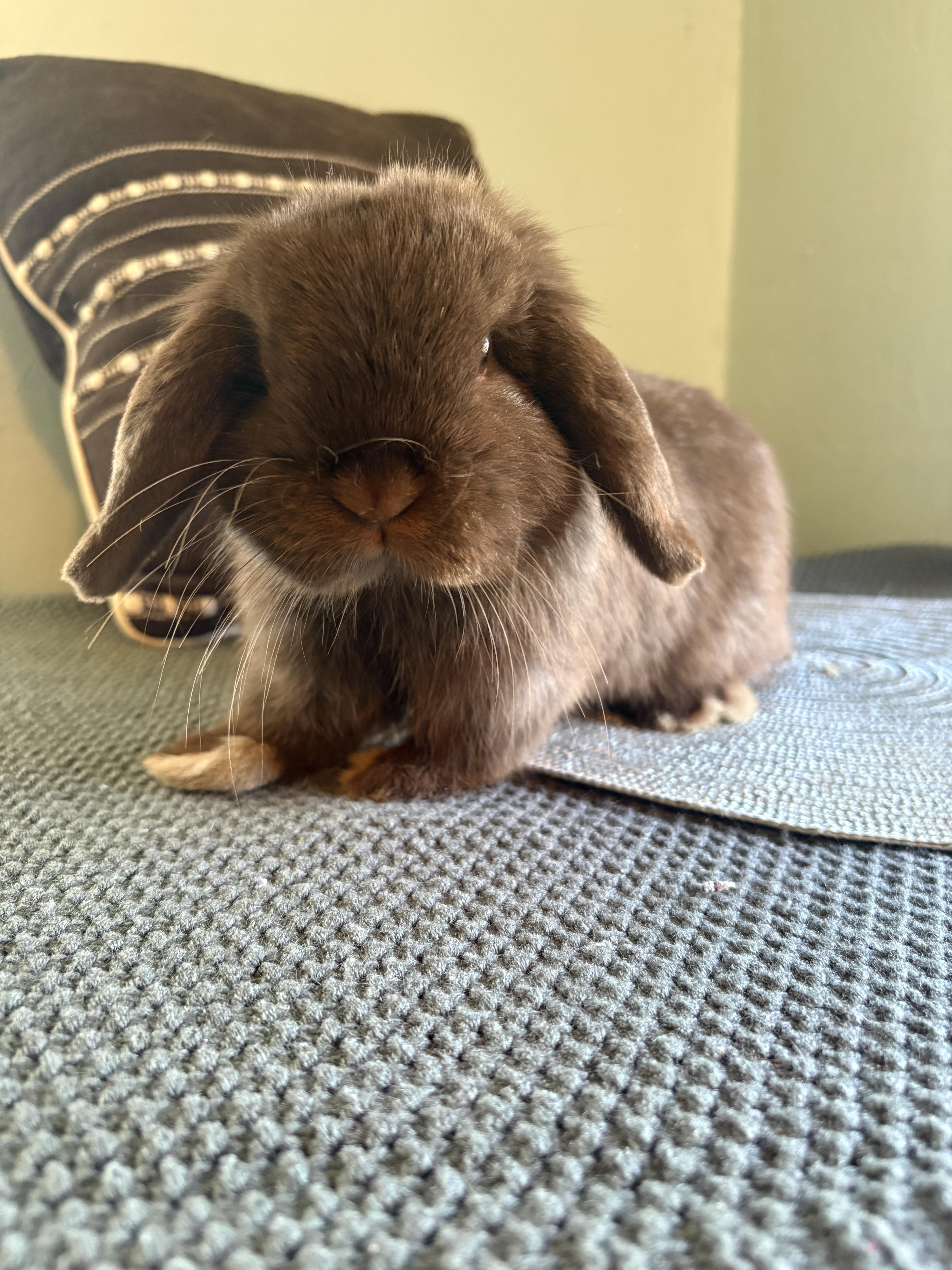 Marcelius, a ADOPTABLE Holland Lop in Eugene, OR image 3/3