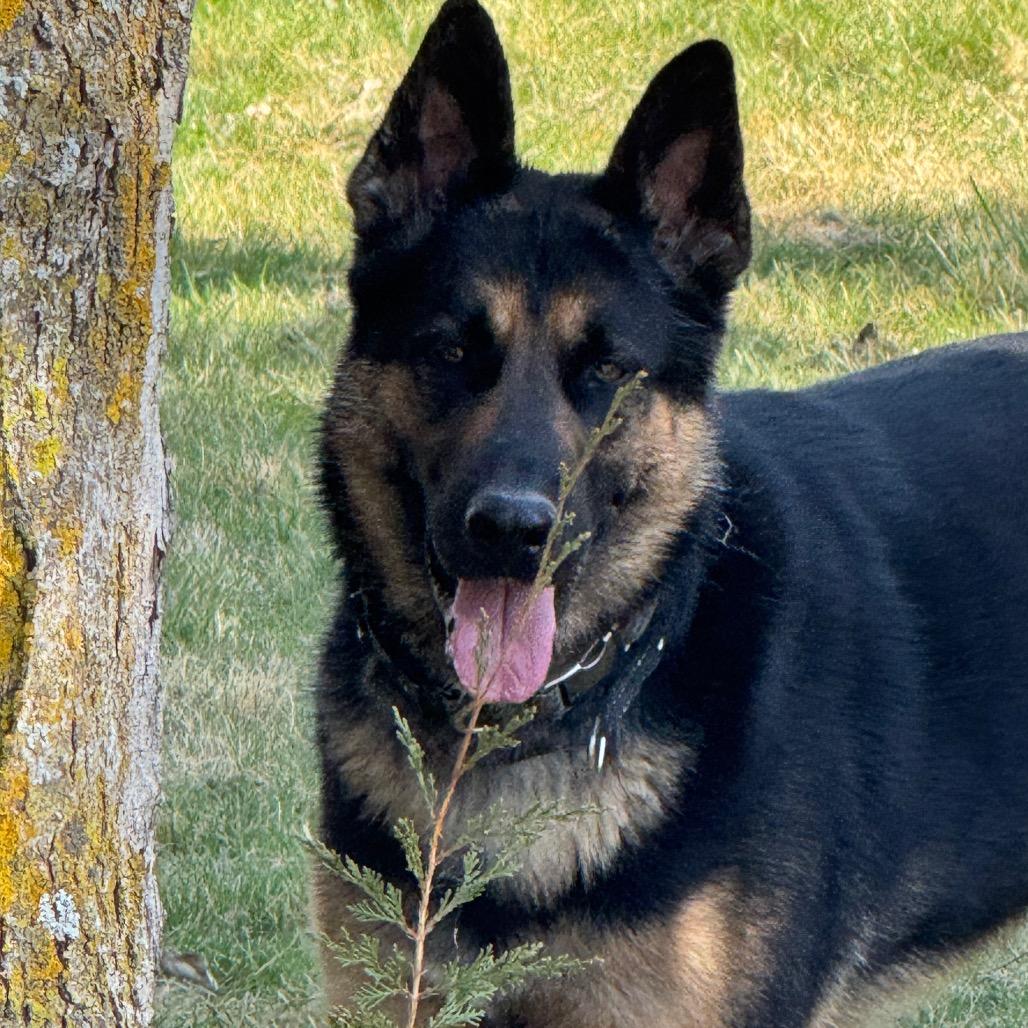 Enlarge Gus, a Adoptable German Shepherd Dog in Van Horne, IA image 3/4