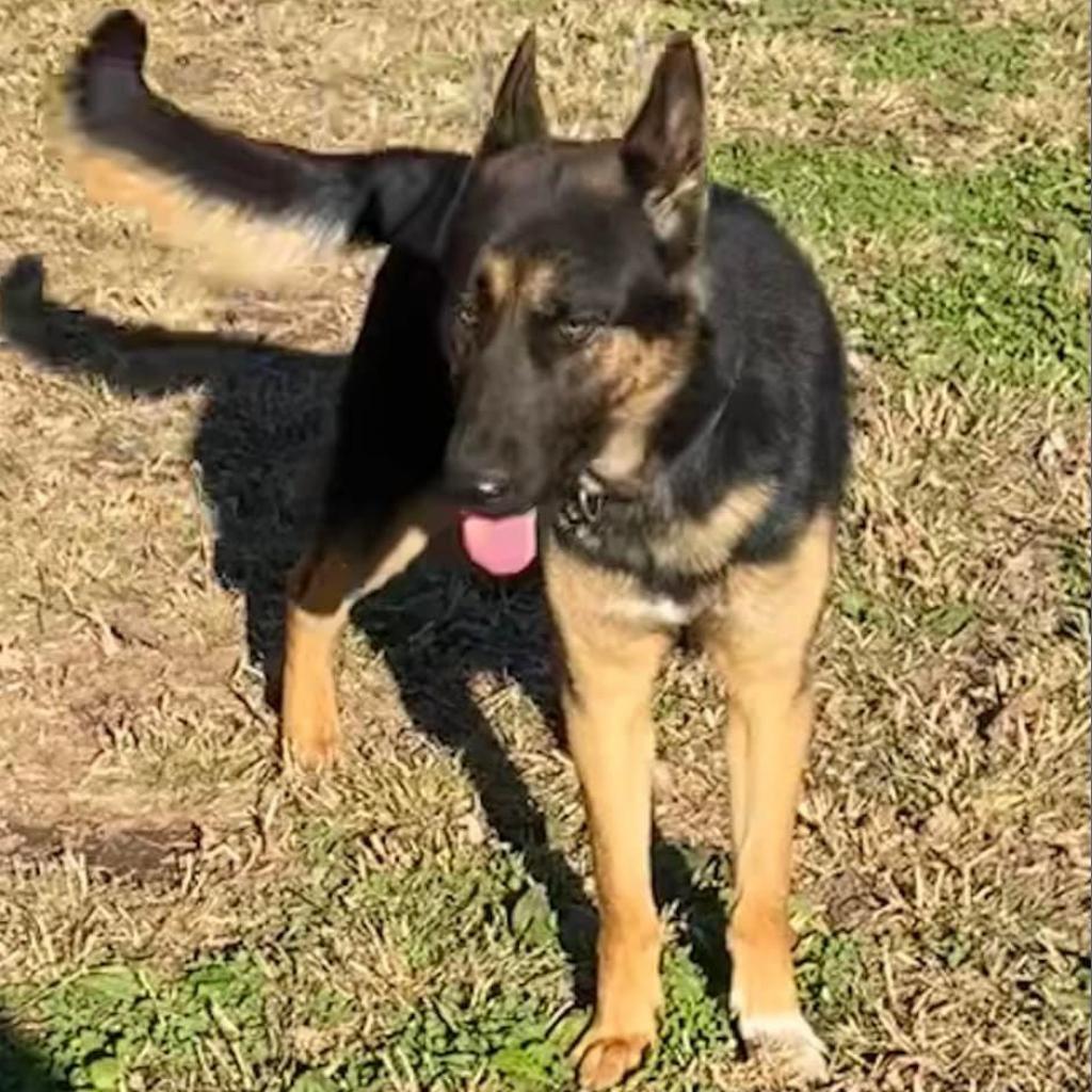 Enlarge Gus, a Adoptable German Shepherd Dog in Van Horne, IA image 4/4