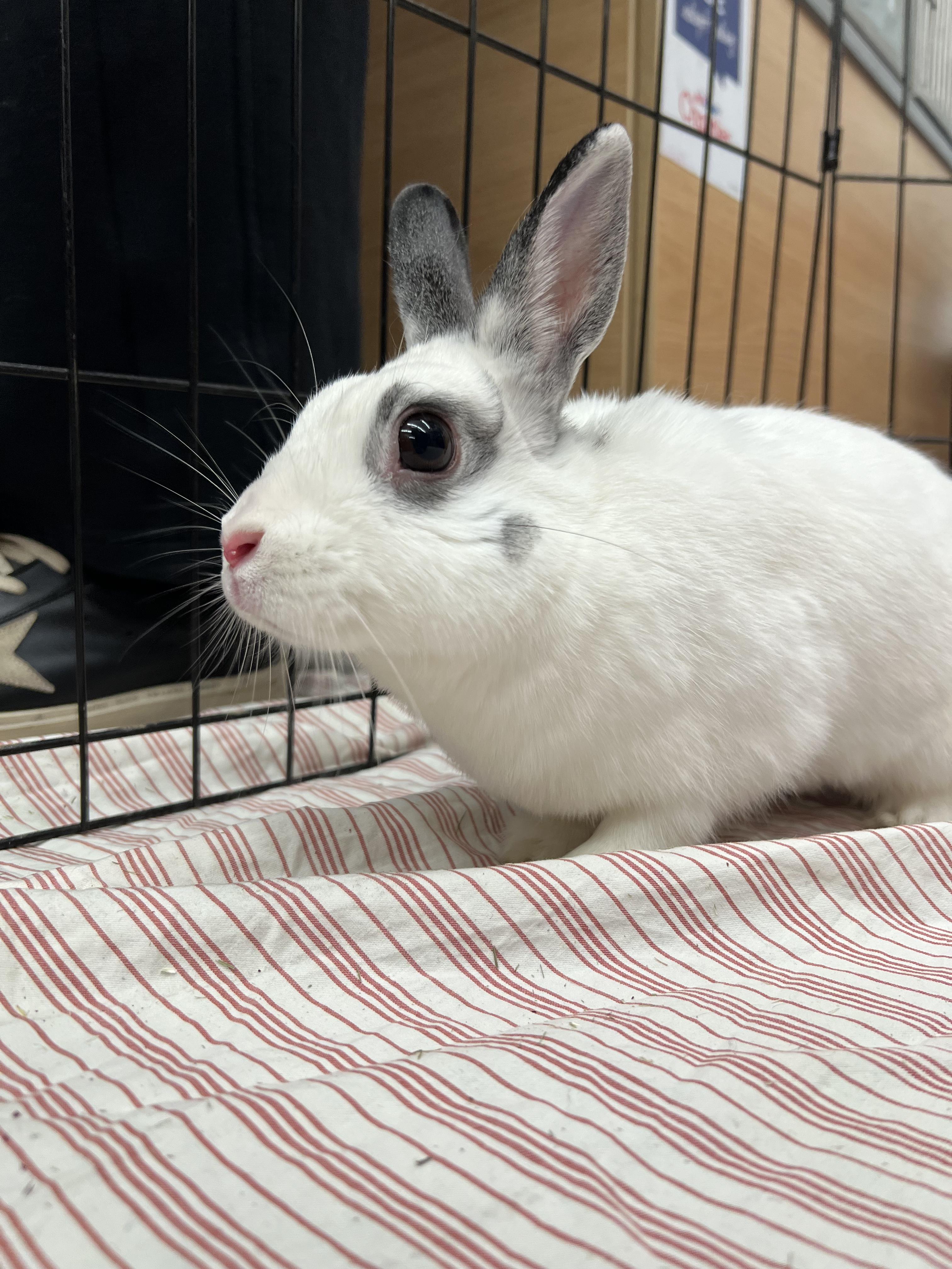 Enlarge Bingo, a ADOPTABLE Hotot in New York, NY image 2/2