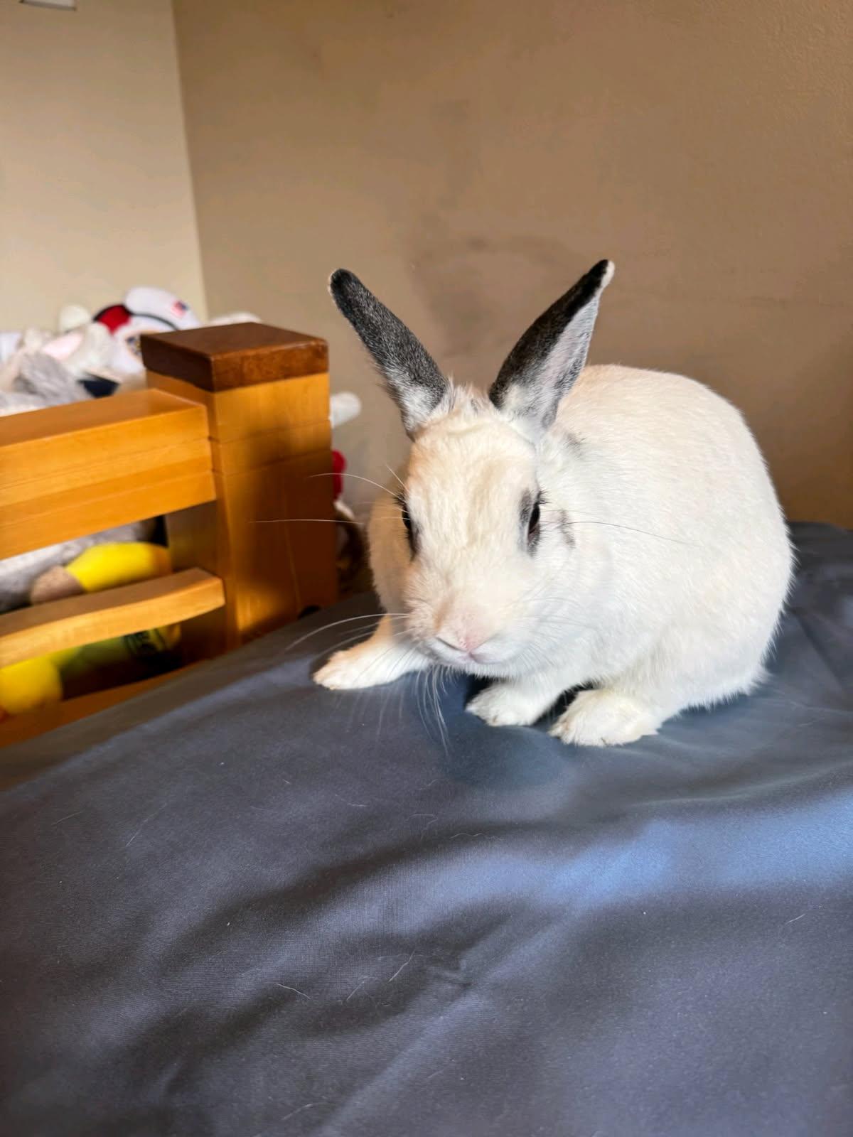 Enlarge Bingo, a ADOPTABLE Hotot in New York, NY image 5/6